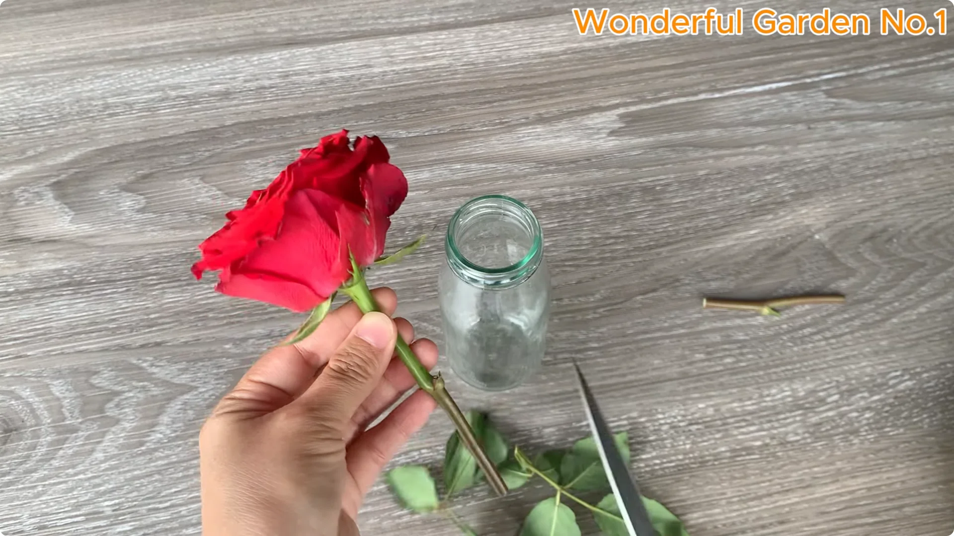 How Eggs Unlock a Simple, Effective Way to Propagate Roses screenshot 1