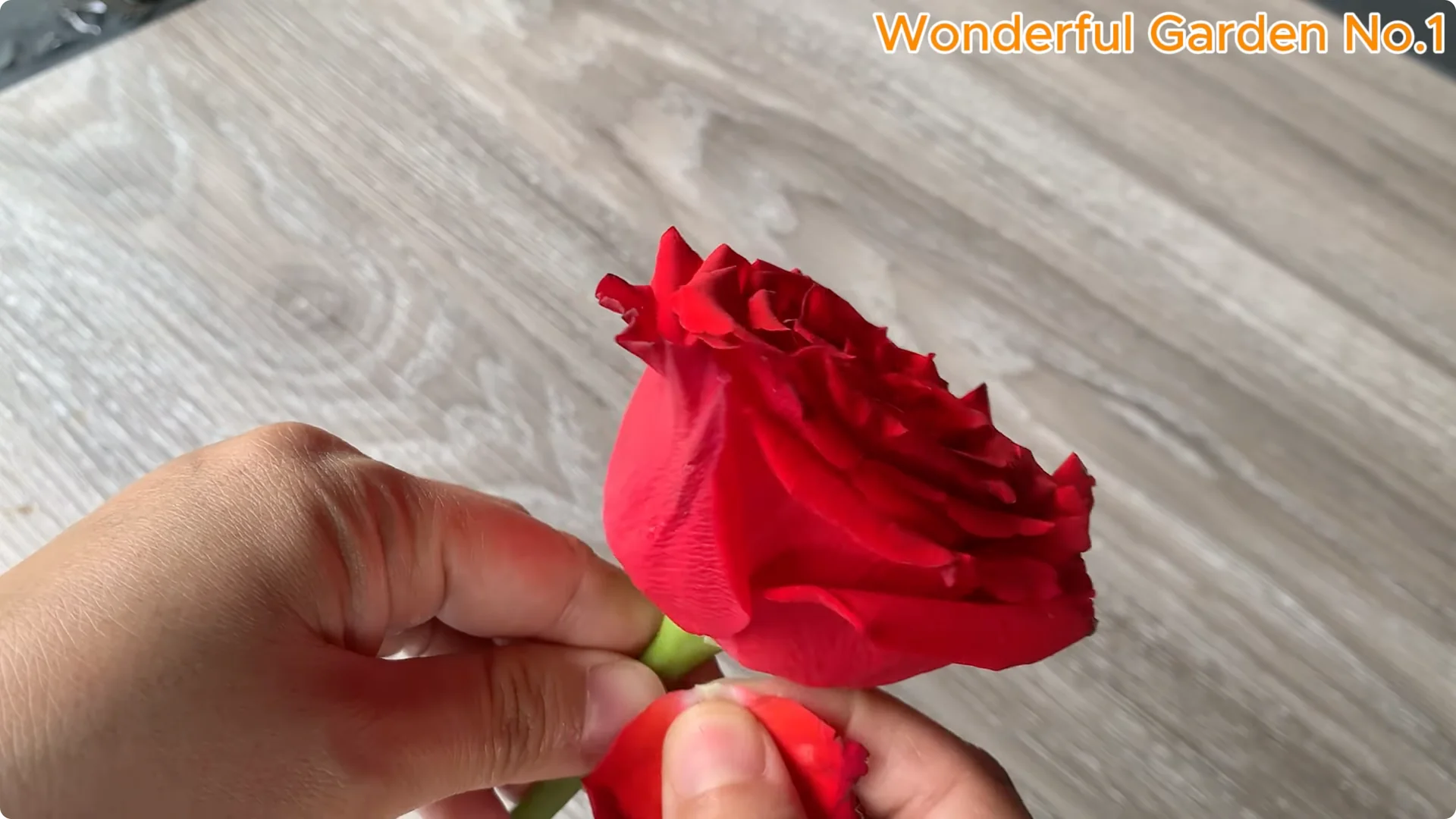 How Eggs Unlock a Simple, Effective Way to Propagate Roses screenshot 2