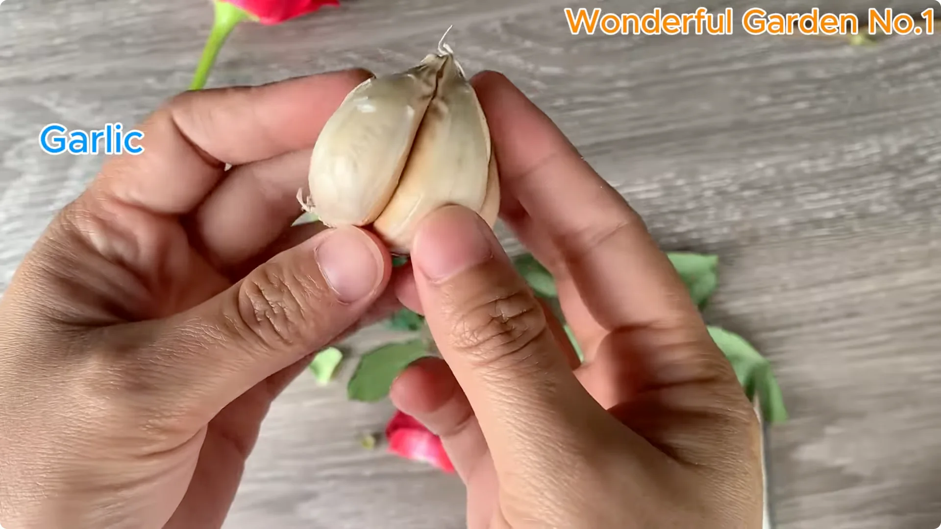 How Eggs Unlock a Simple, Effective Way to Propagate Roses screenshot 3