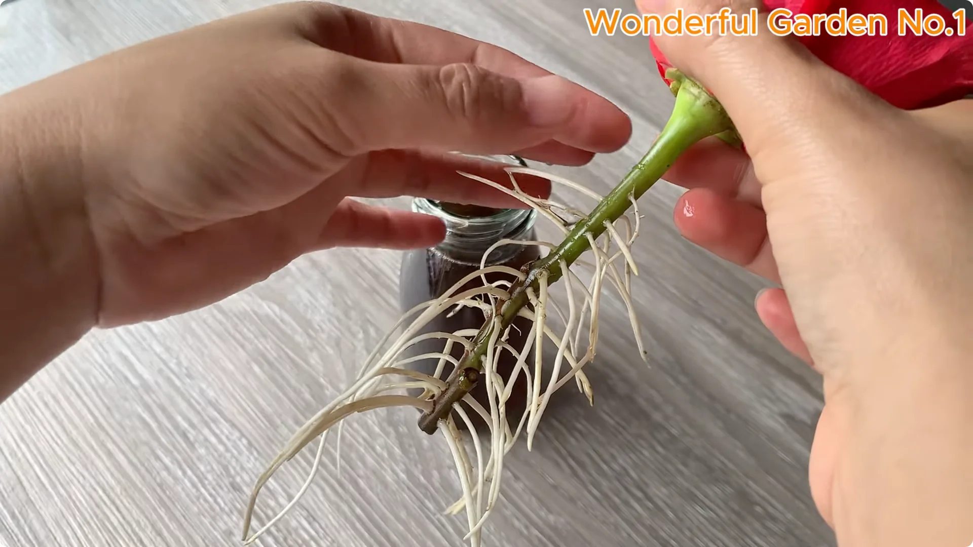 How Eggs Unlock a Simple, Effective Way to Propagate Roses screenshot 8