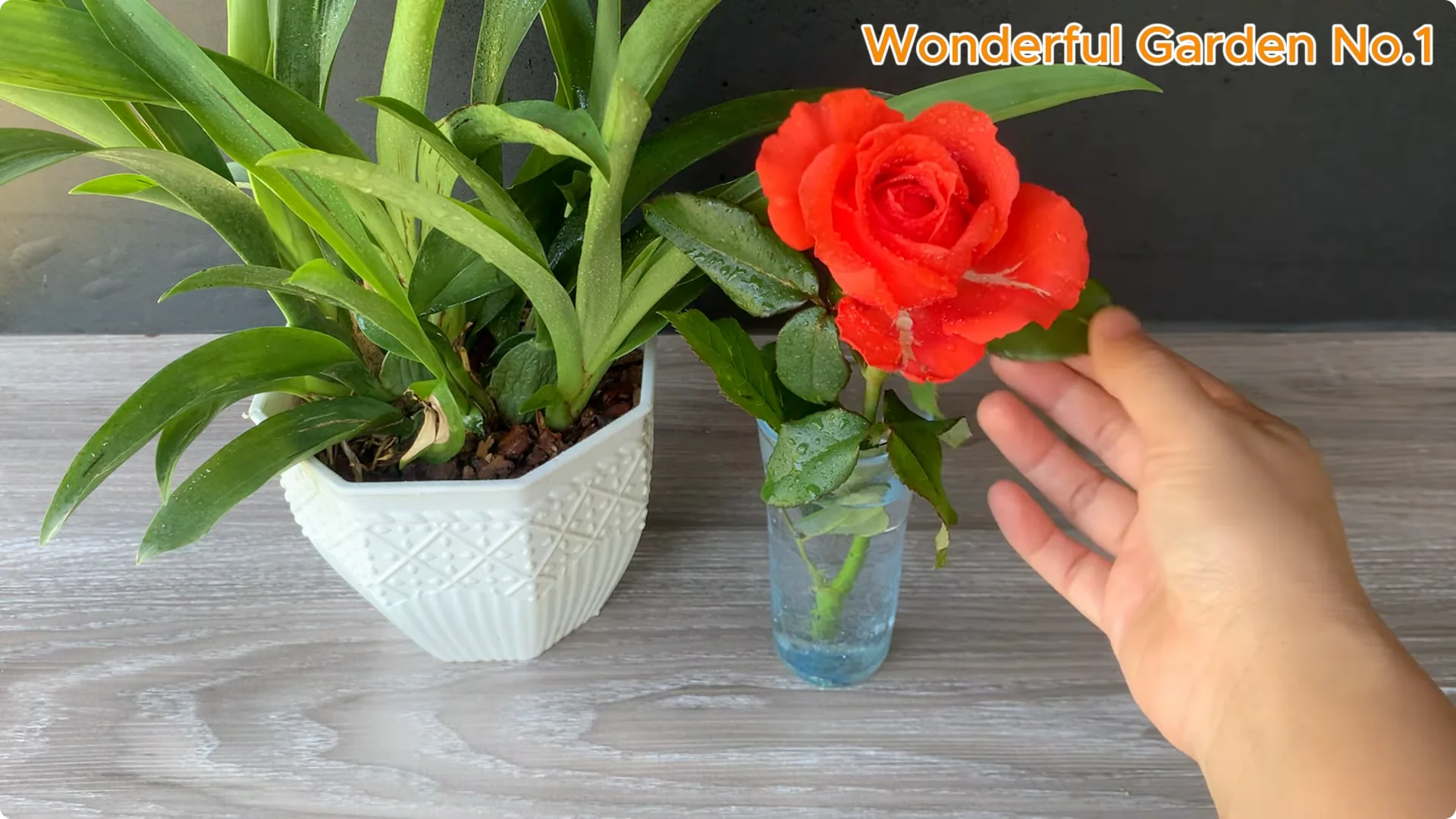 How Garlic Can Transform Your Rose Branch Overnight screenshot 1