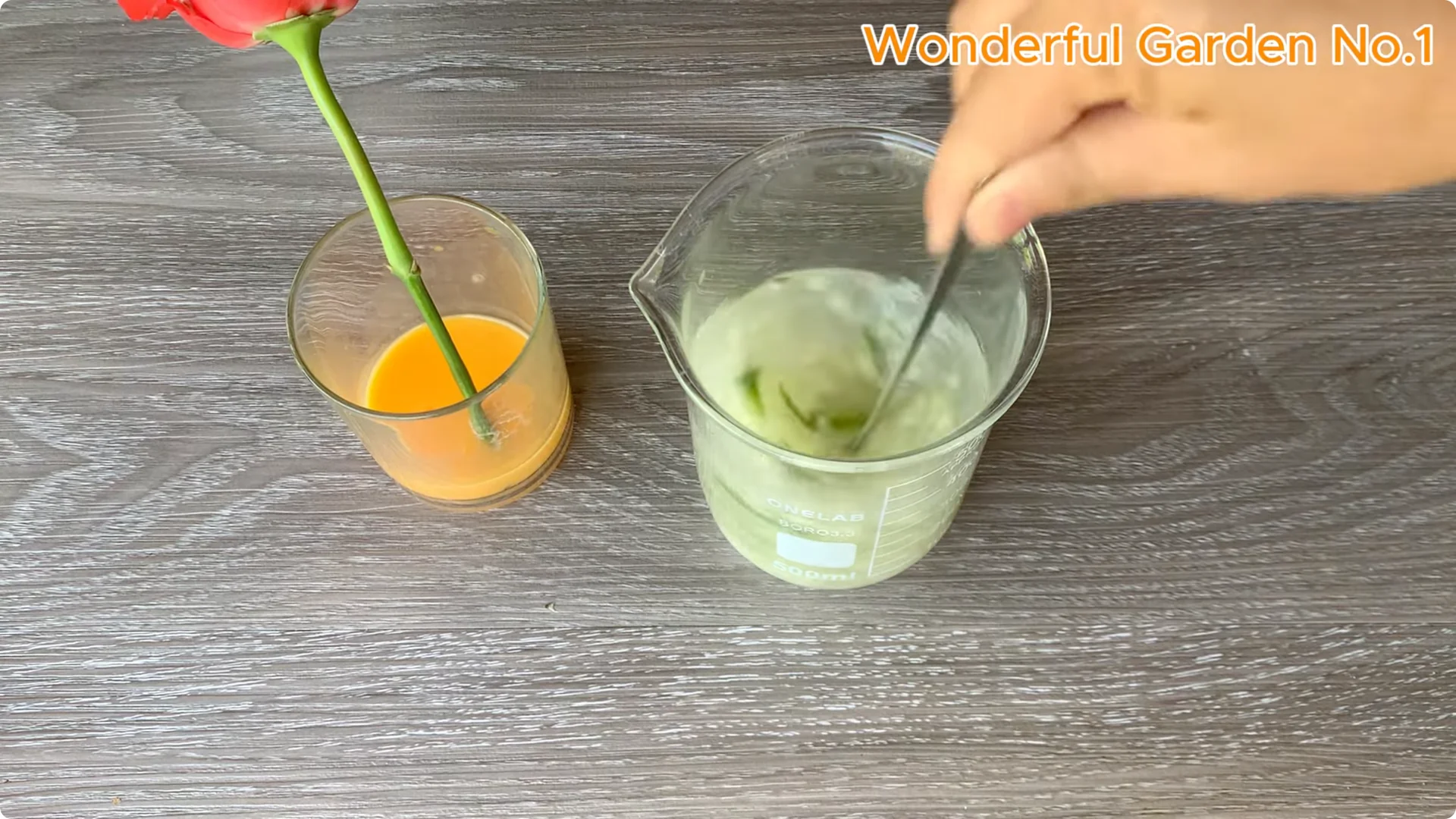 How Garlic Can Transform Your Rose Branch Overnight screenshot 13