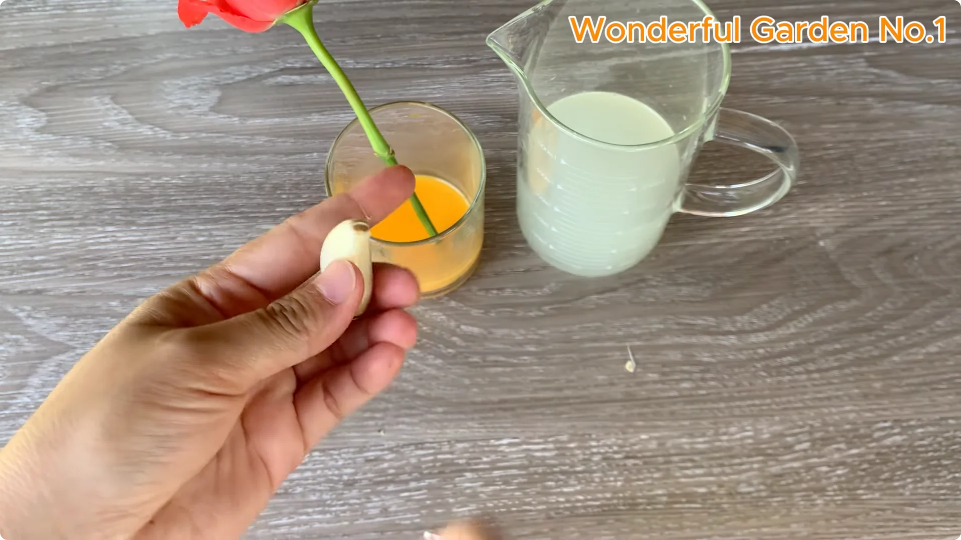 How Garlic Can Transform Your Rose Branch Overnight screenshot 15