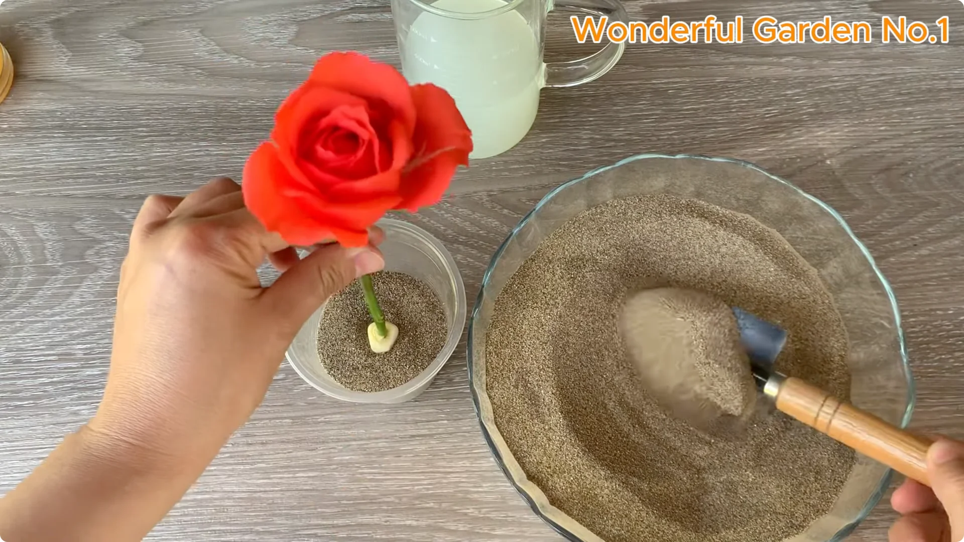 How Garlic Can Transform Your Rose Branch Overnight screenshot 18