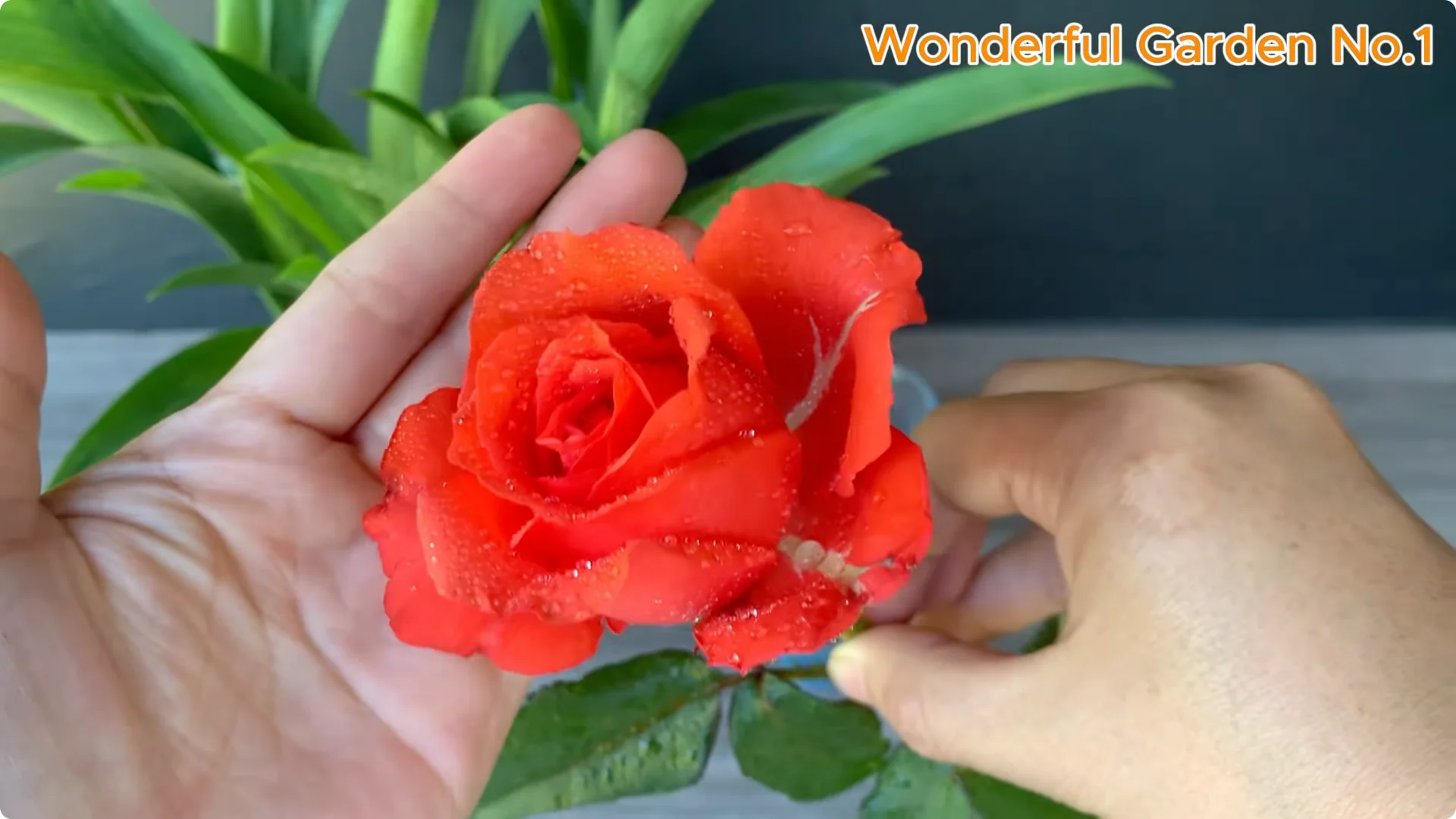 How Garlic Can Transform Your Rose Branch Overnight screenshot 2