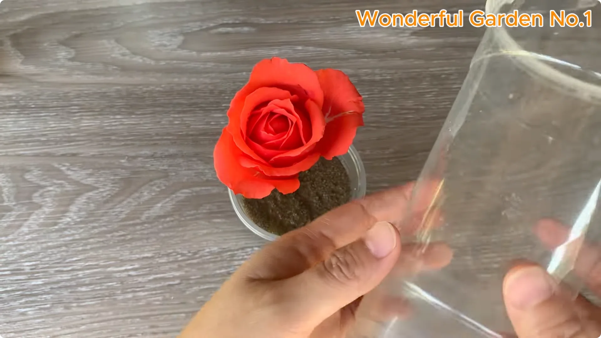 How Garlic Can Transform Your Rose Branch Overnight screenshot 20