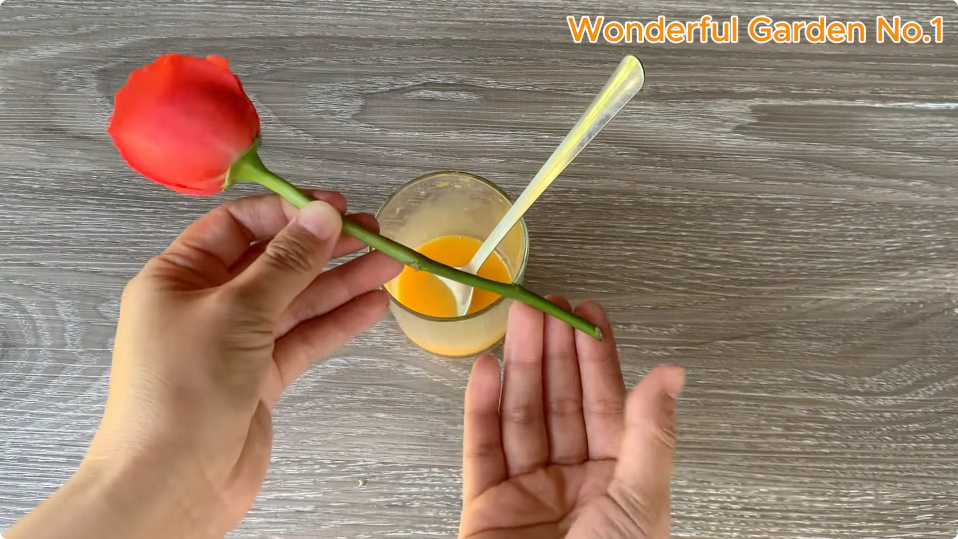 How Garlic Can Transform Your Rose Branch Overnight screenshot 7