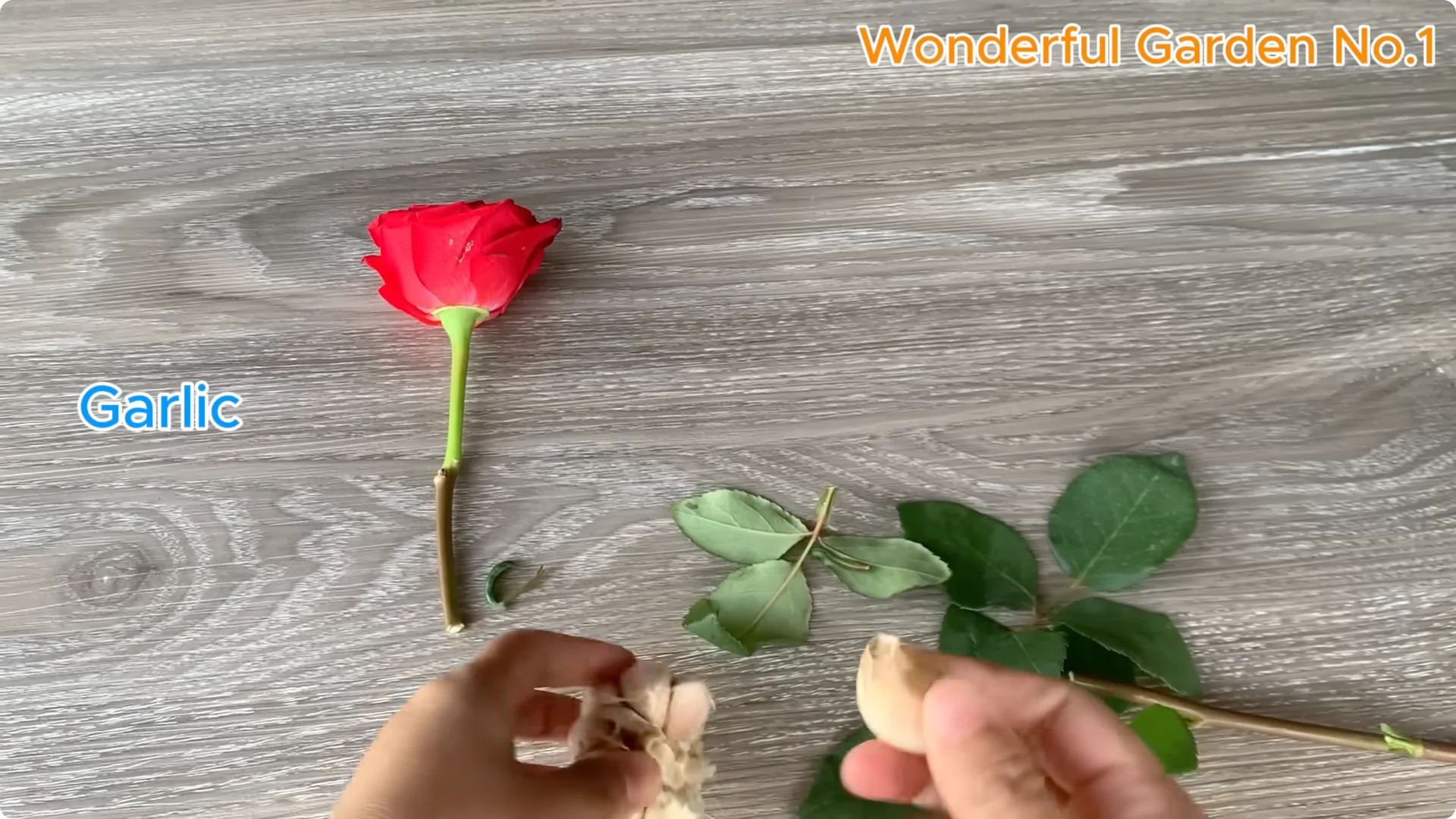 How Lemon and Garlic Help Rose Cuttings Root Quickly screenshot 2