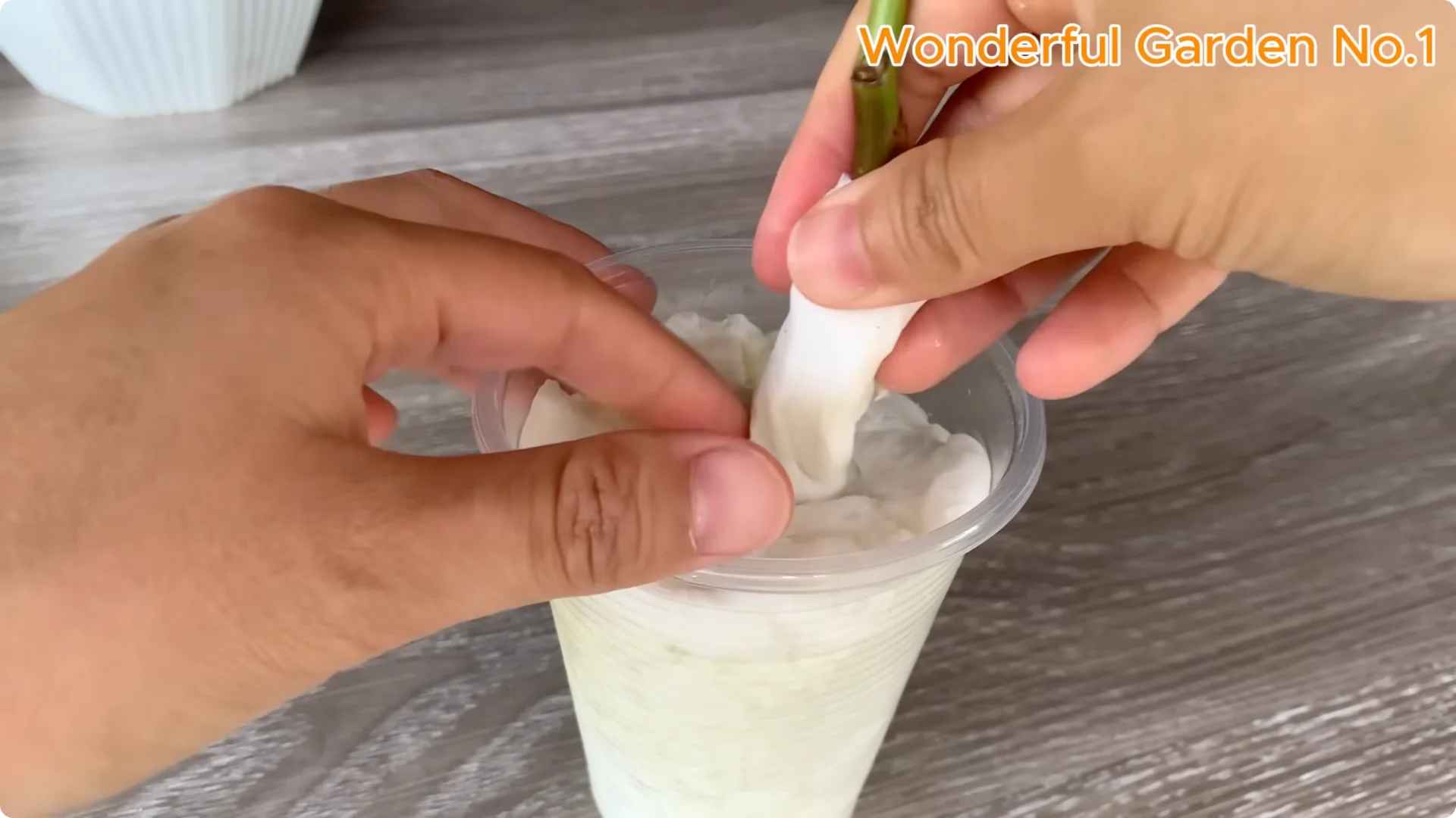 How Lemon and Garlic Help Rose Cuttings Root Quickly screenshot 9