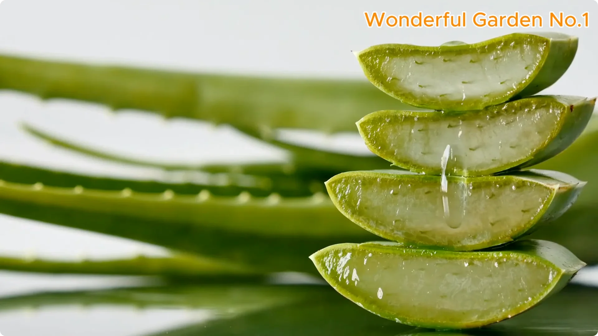 How One Pill Helps Rose Cuttings Grow 100 Roots Overnight screenshot 1