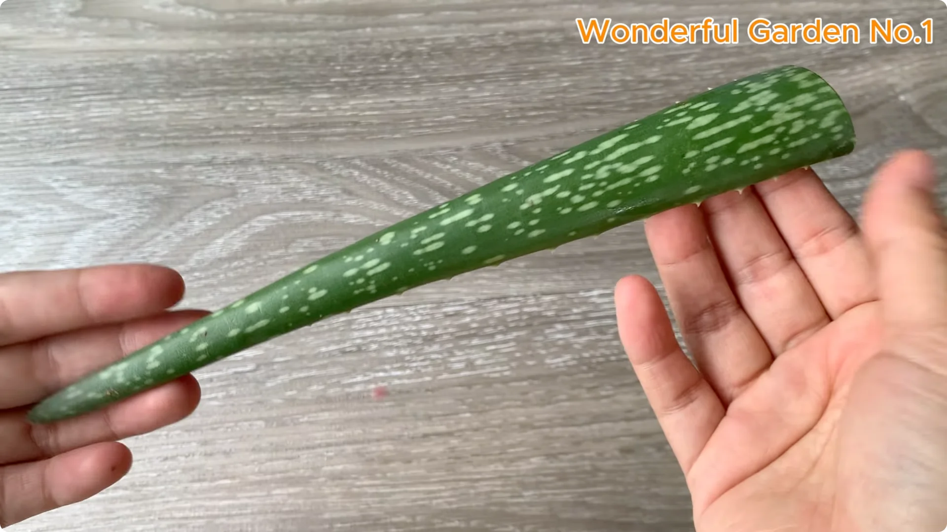 How One Pill Helps Rose Cuttings Grow 100 Roots Overnight screenshot 2