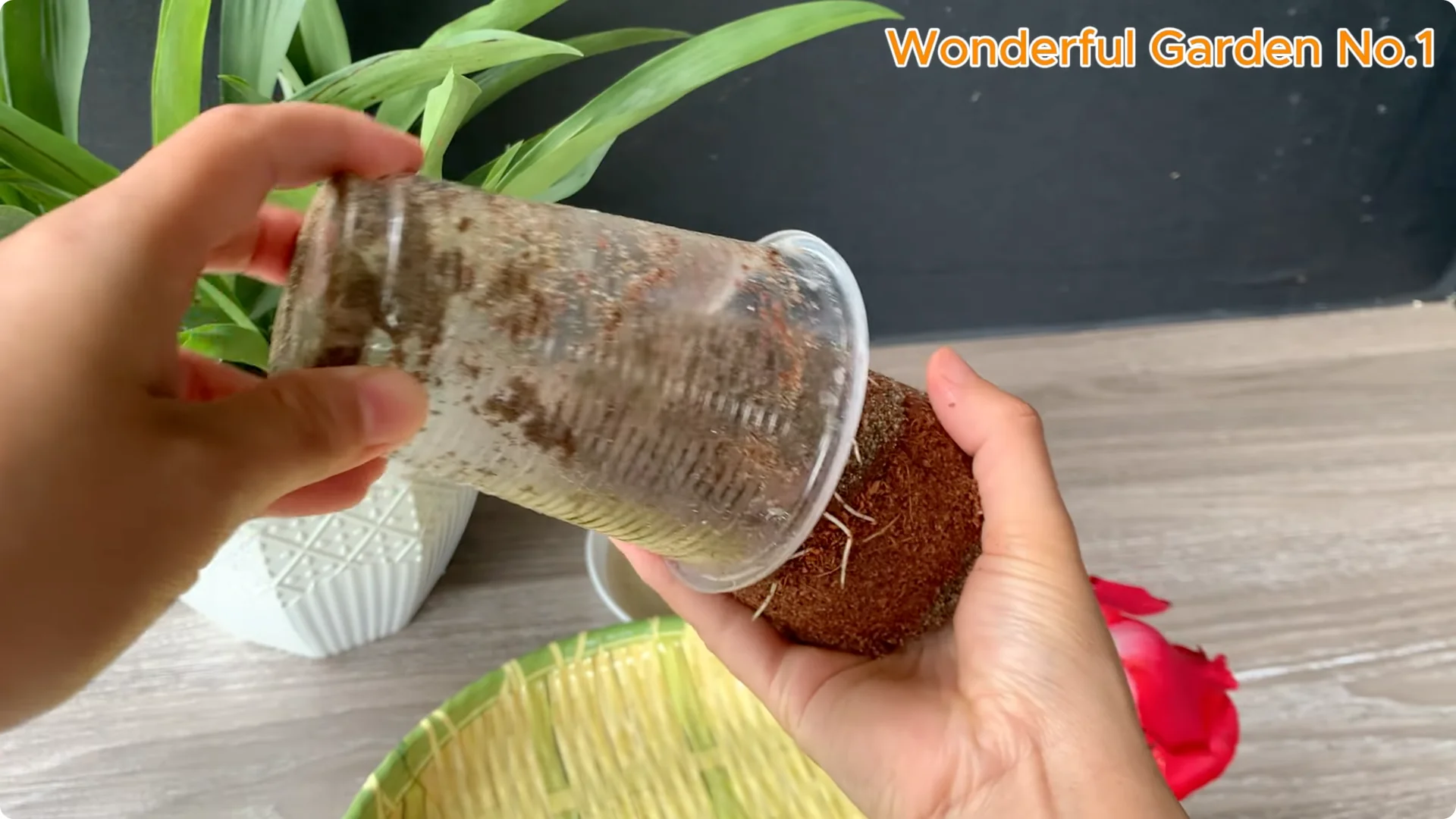 How One Pill Helps Rose Cuttings Grow 100 Roots Overnight screenshot 7