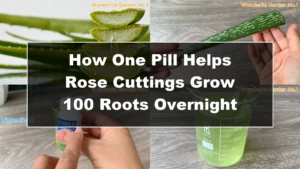 How One Pill Helps Rose Cuttings Grow 100 Roots Overnight - Featured Image