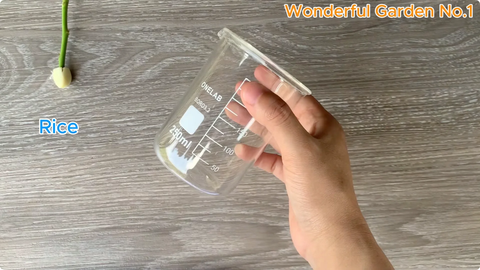 How One Simple Step Can Help Your Rose Cutting Root Quickly screenshot 2