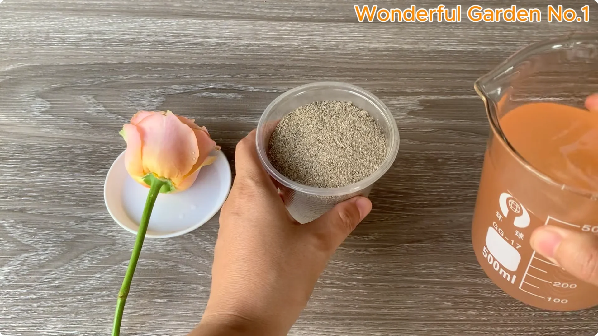 How One Simple Step Can Help Your Rose Cutting Root Quickly screenshot 5