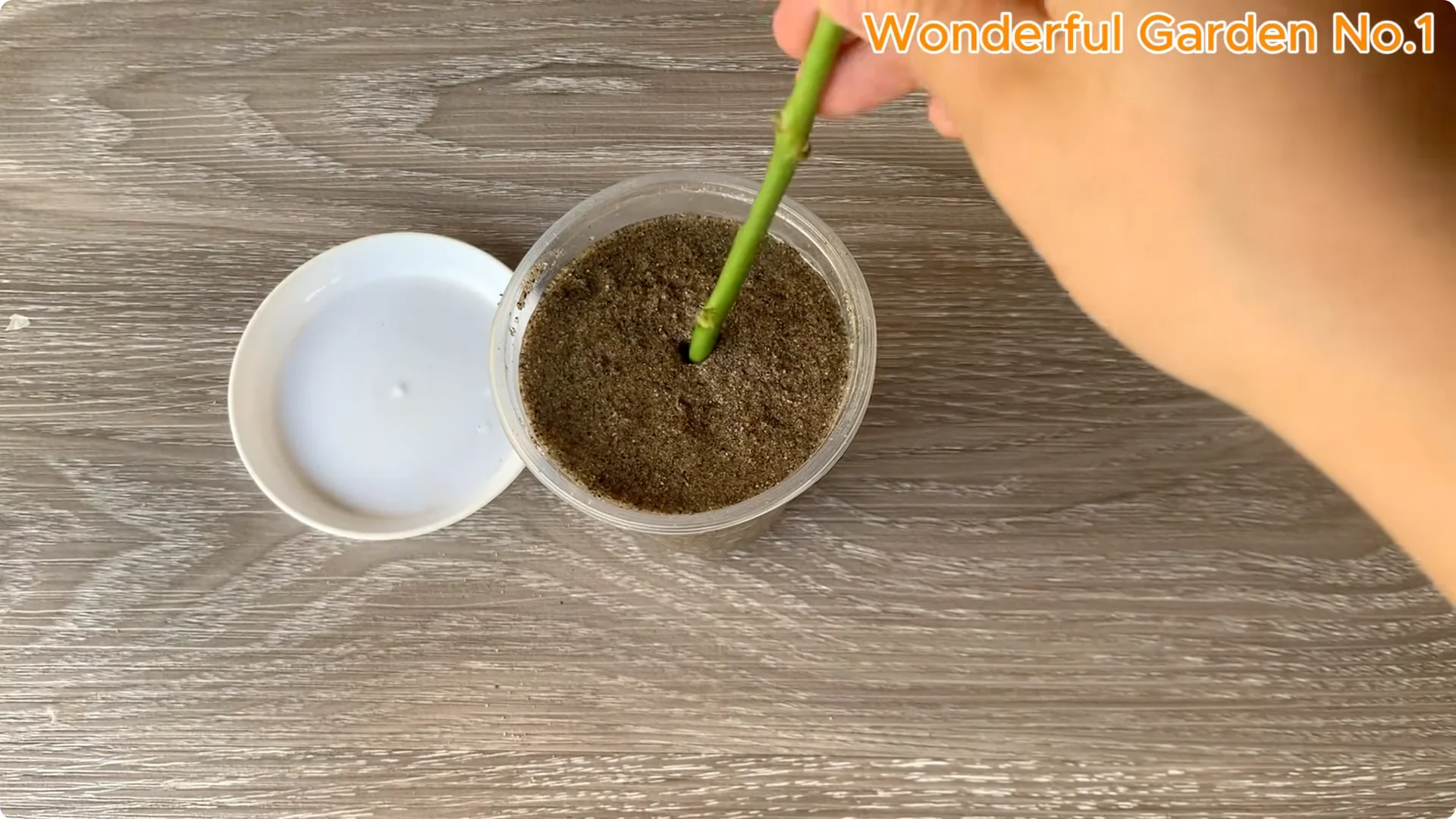 How One Simple Step Can Help Your Rose Cutting Root Quickly screenshot 6