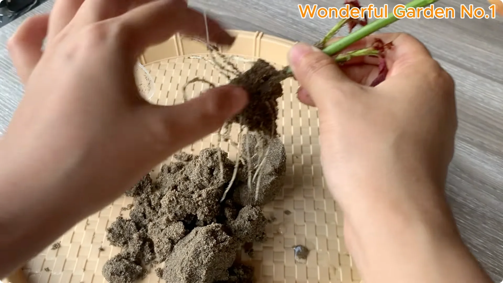 How One Simple Step Can Help Your Rose Cutting Root Quickly screenshot 7