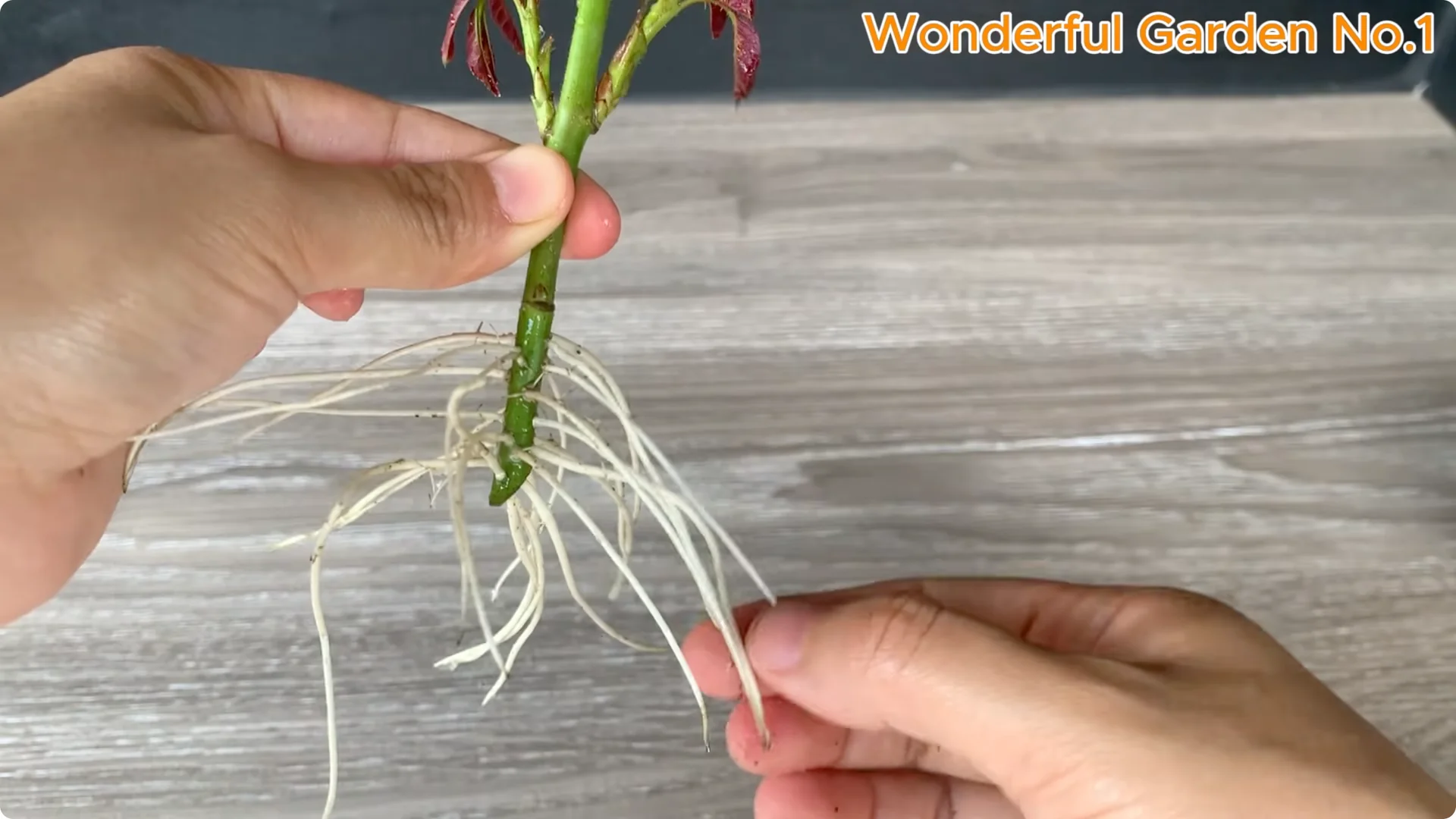 How One Simple Step Can Help Your Rose Cutting Root Quickly screenshot 8