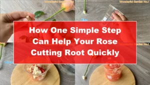 How One Simple Step Can Help Your Rose Cutting Root Quickly - Featured Image