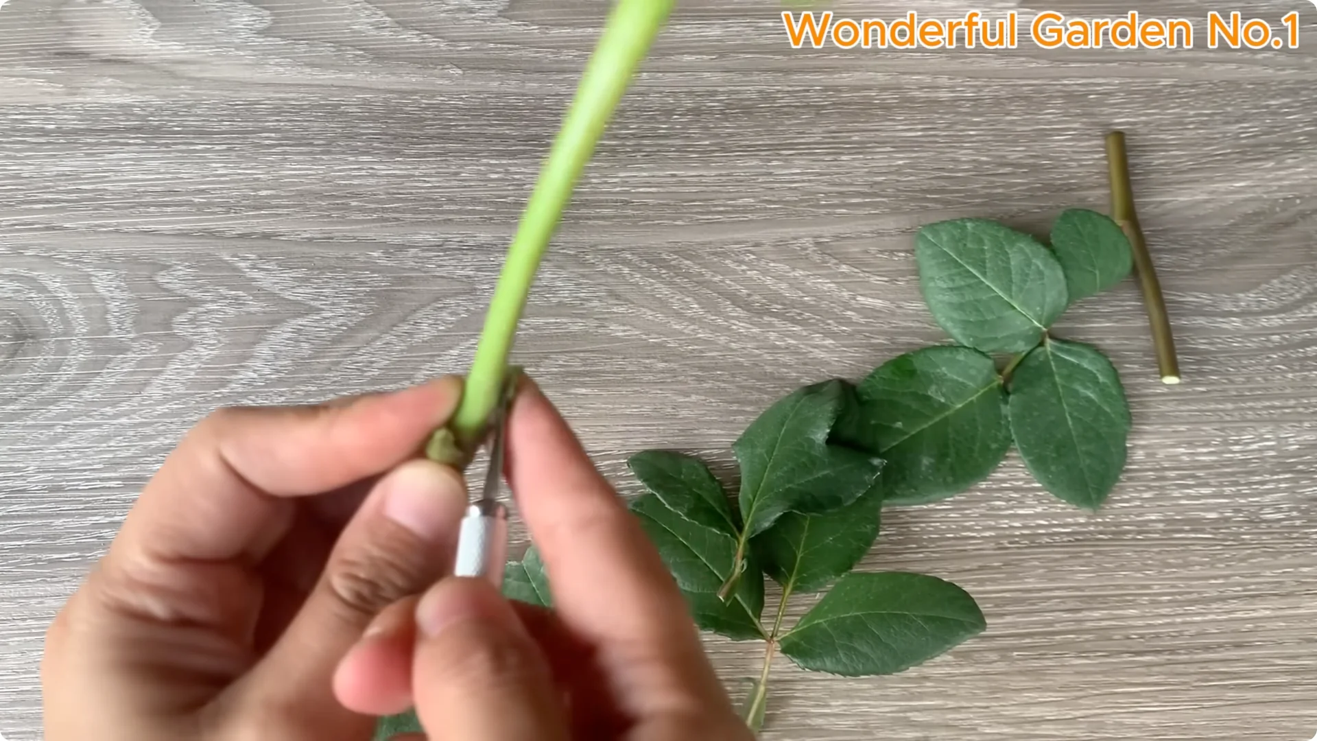 How One Simple Step Grows 999 Rose Roots Overnight screenshot 1