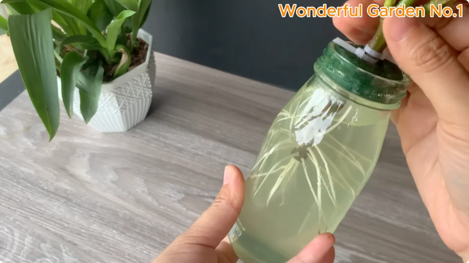 How One Simple Step Grows 999 Rose Roots Overnight screenshot 11