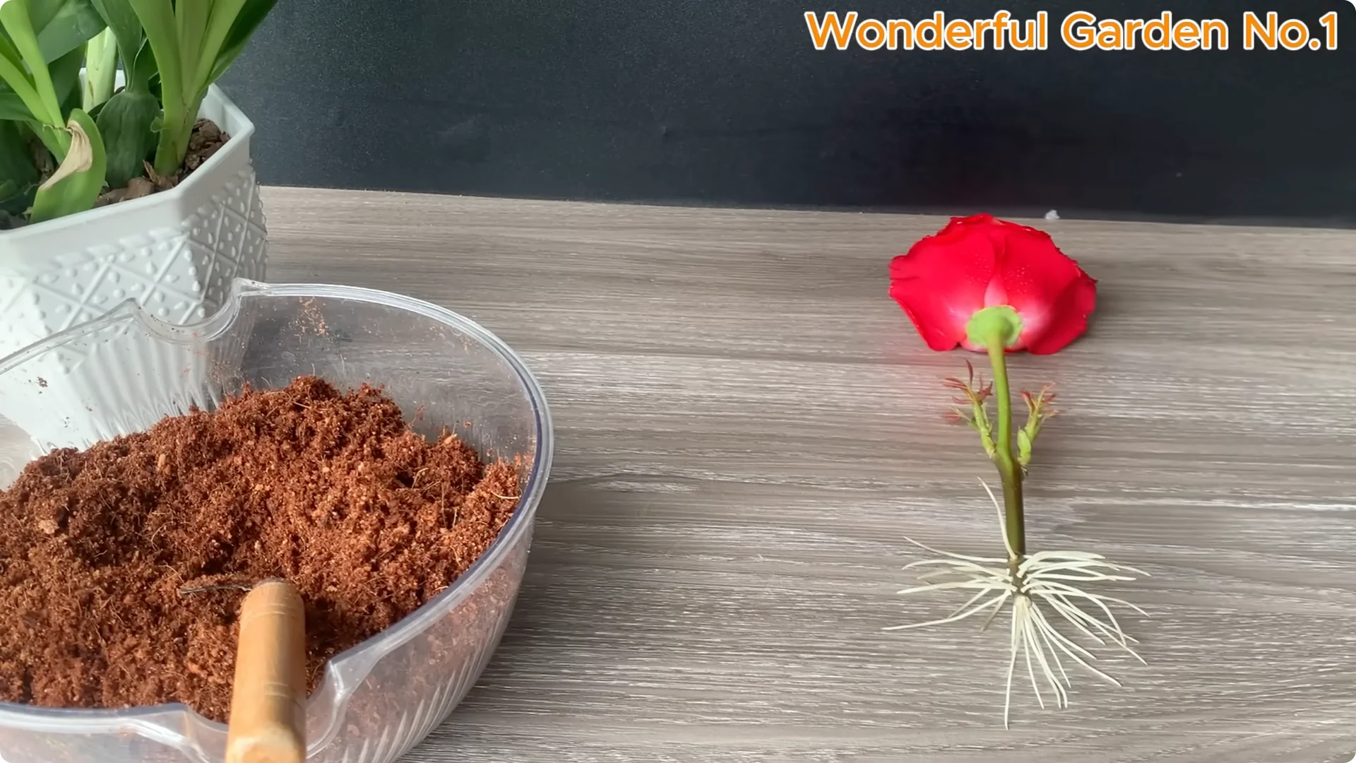 How One Simple Step Grows 999 Rose Roots Overnight screenshot 12