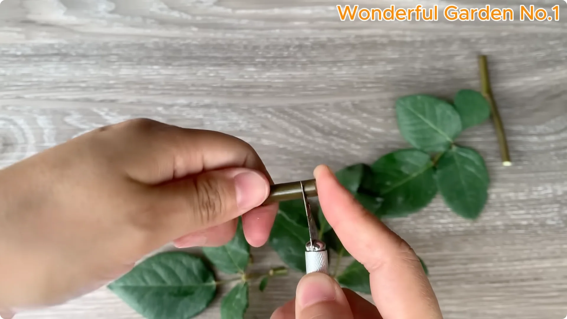 How One Simple Step Grows 999 Rose Roots Overnight screenshot 2