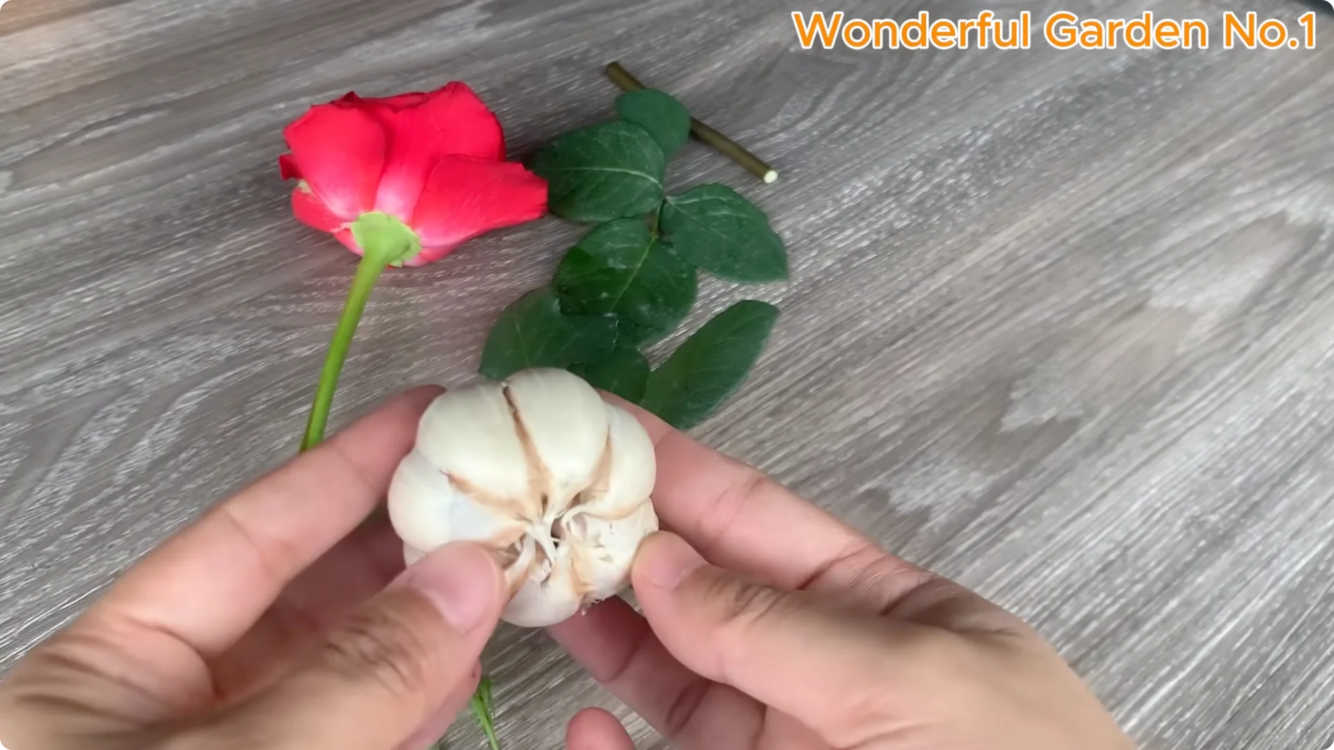 How One Simple Step Grows 999 Rose Roots Overnight screenshot 3