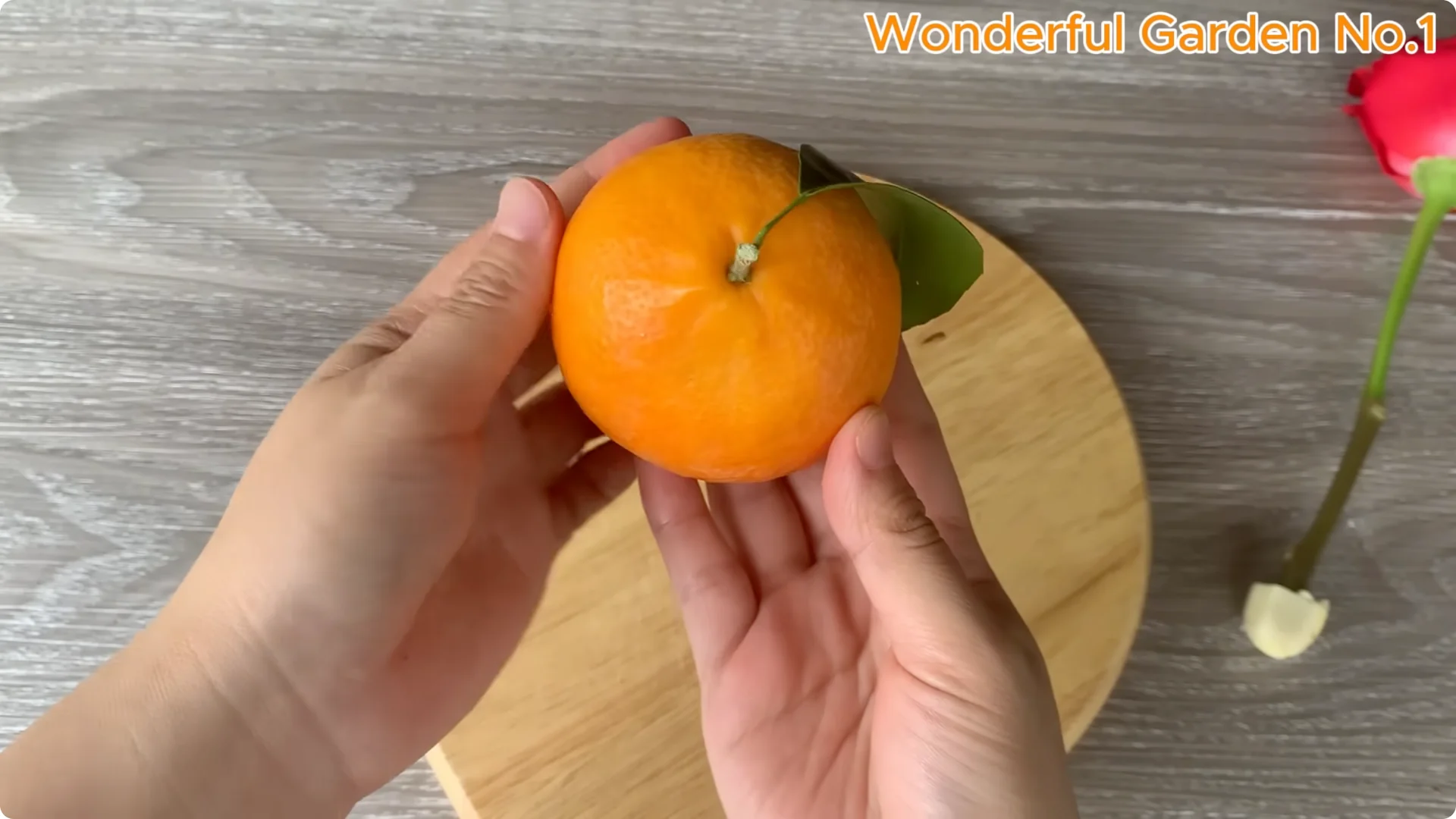 How One Simple Step Grows 999 Rose Roots Overnight screenshot 4