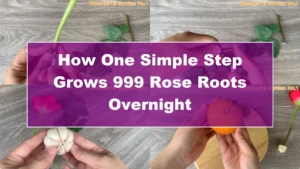 How One Simple Step Grows 999 Rose Roots Overnight - Featured Image