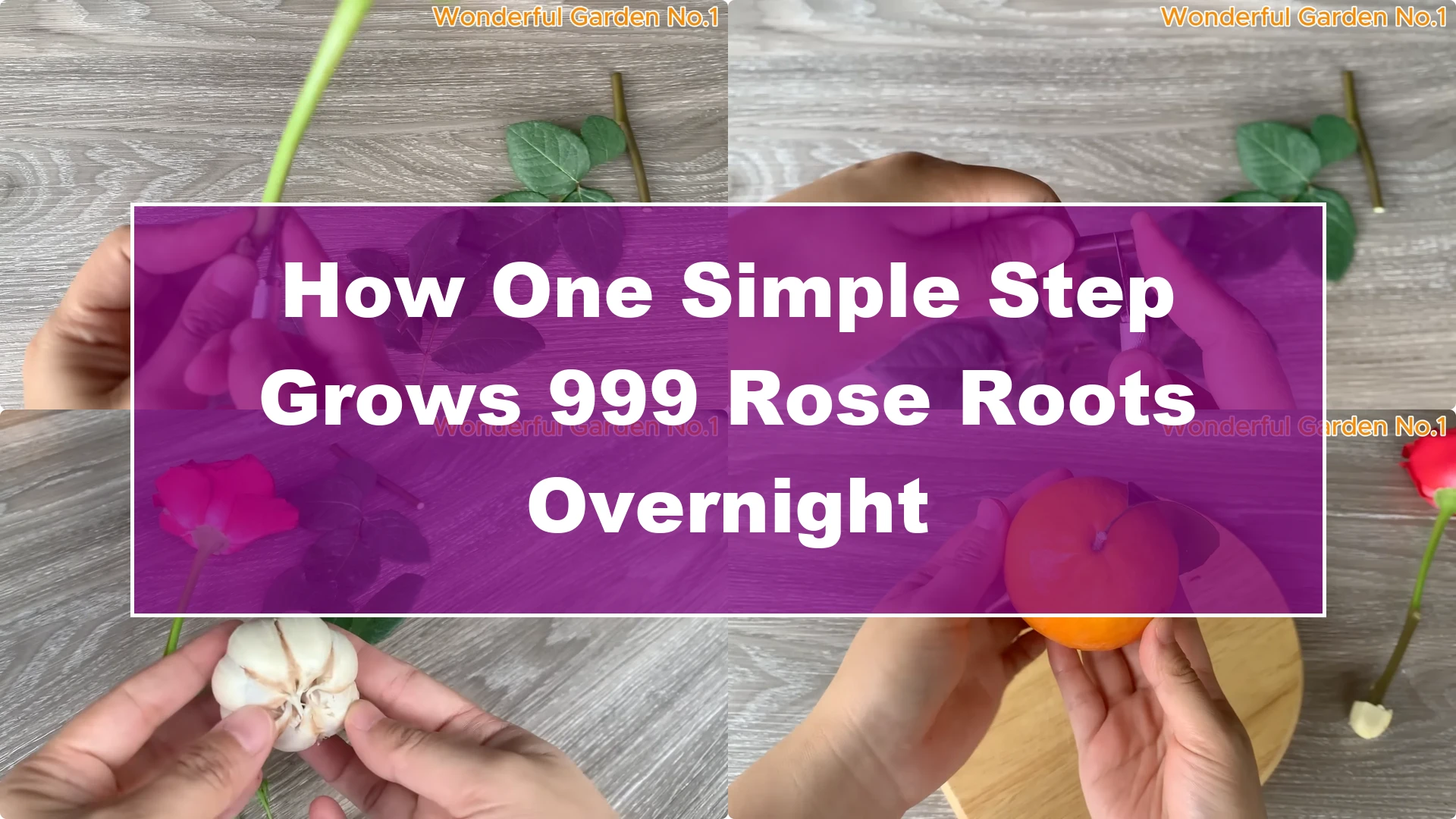 How One Simple Step Grows 999 Rose Roots Overnight - Featured Image
