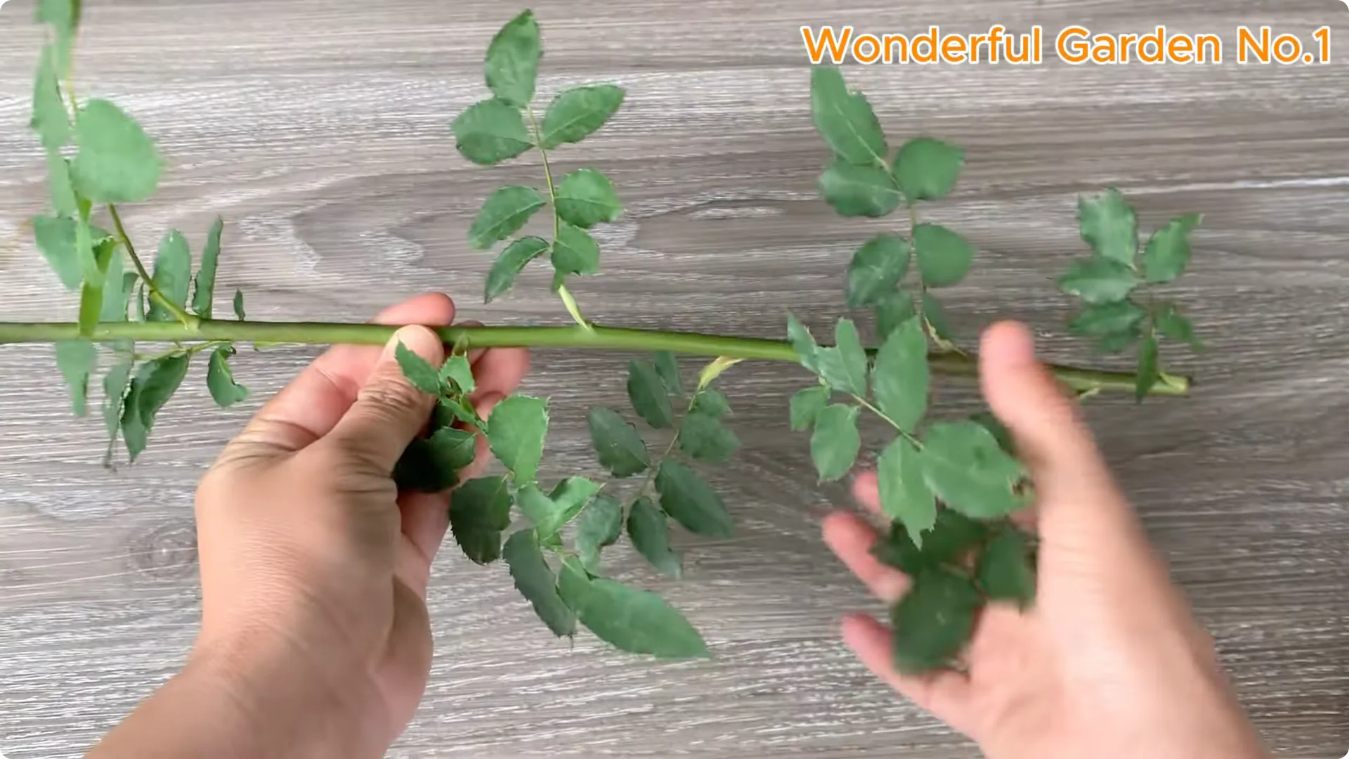 How One Spoon Sparked 999 Roots on a Rose Stem Overnight screenshot 1