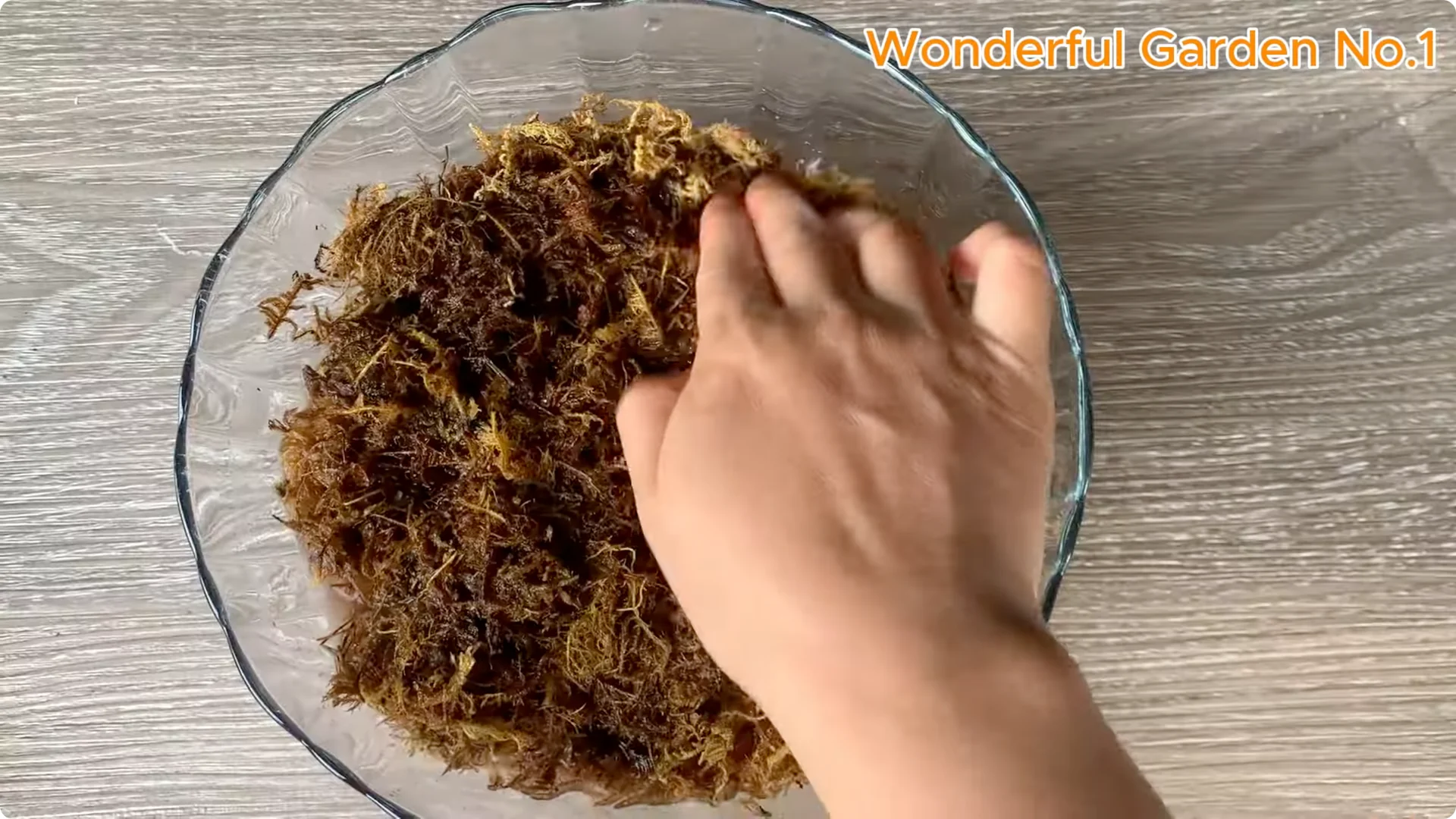 How One Spoon Sparked 999 Roots on a Rose Stem Overnight screenshot 12