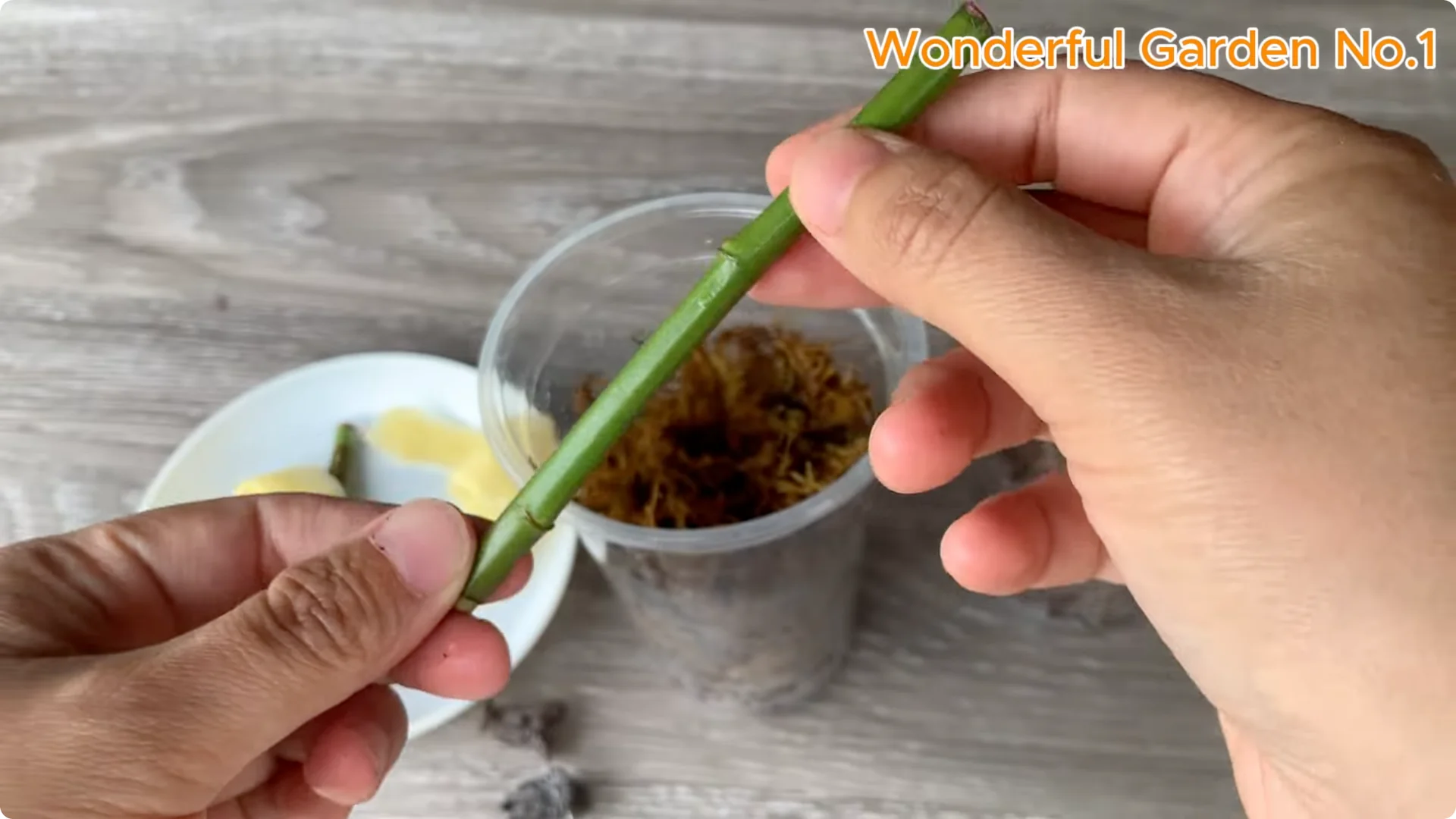 How One Spoon Sparked 999 Roots on a Rose Stem Overnight screenshot 13