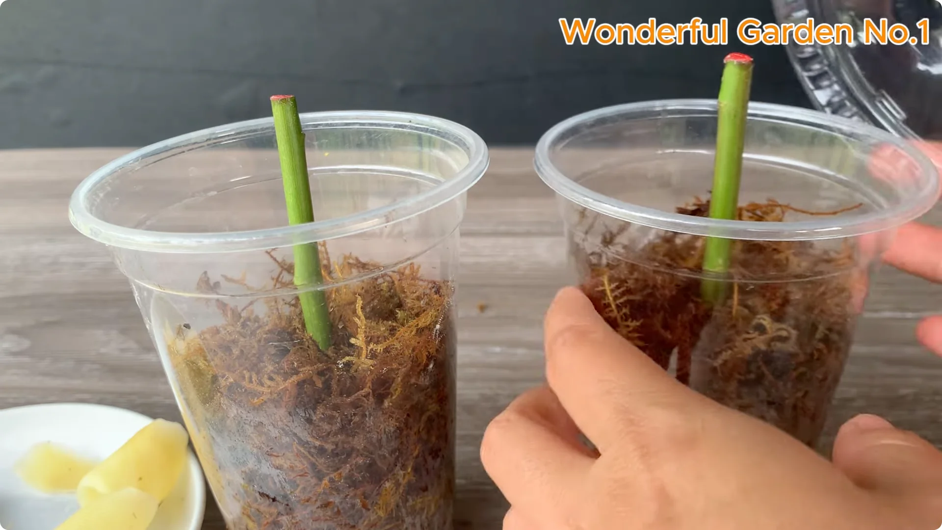 How One Spoon Sparked 999 Roots on a Rose Stem Overnight screenshot 14