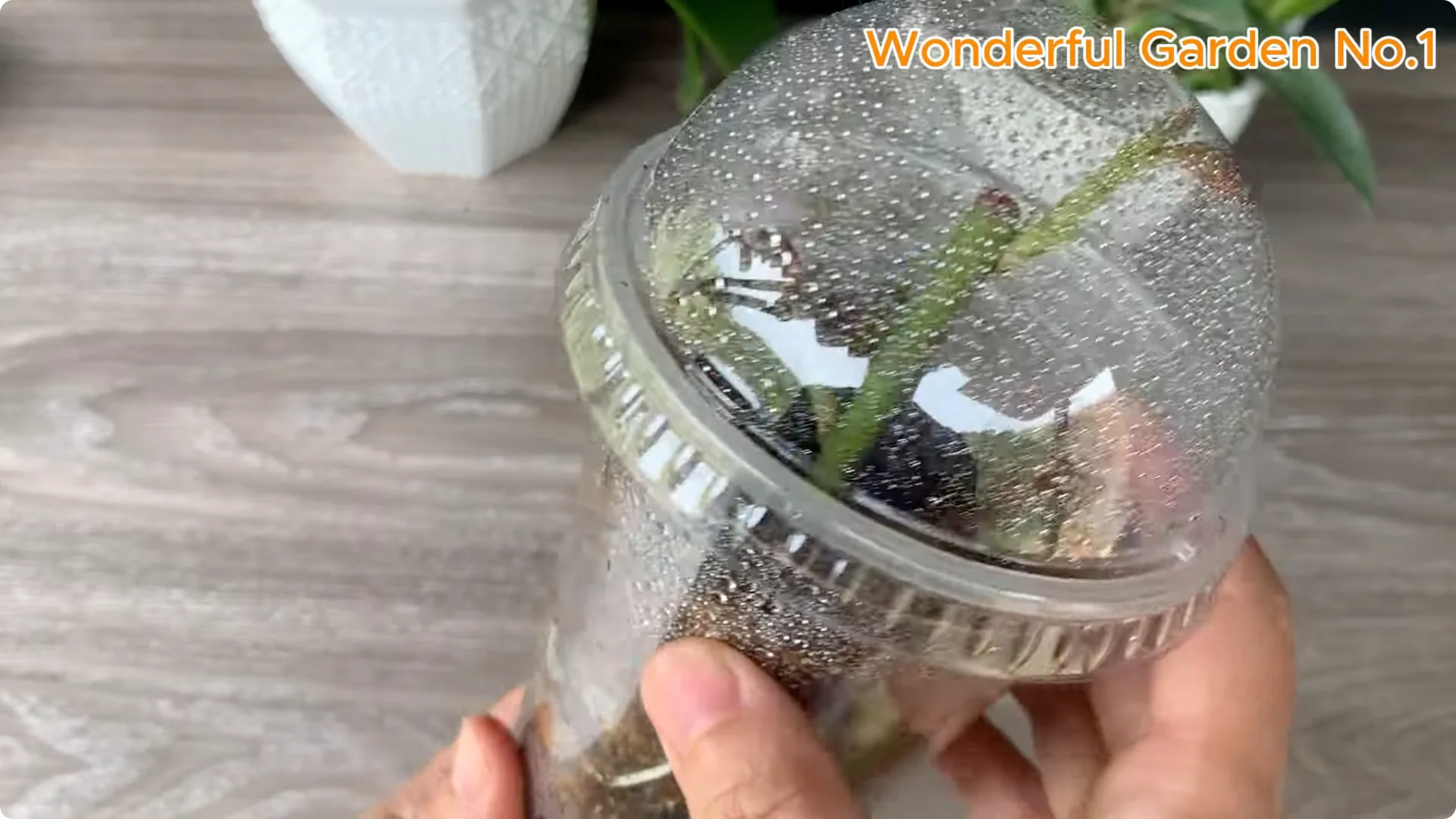 How One Spoon Sparked 999 Roots on a Rose Stem Overnight screenshot 16