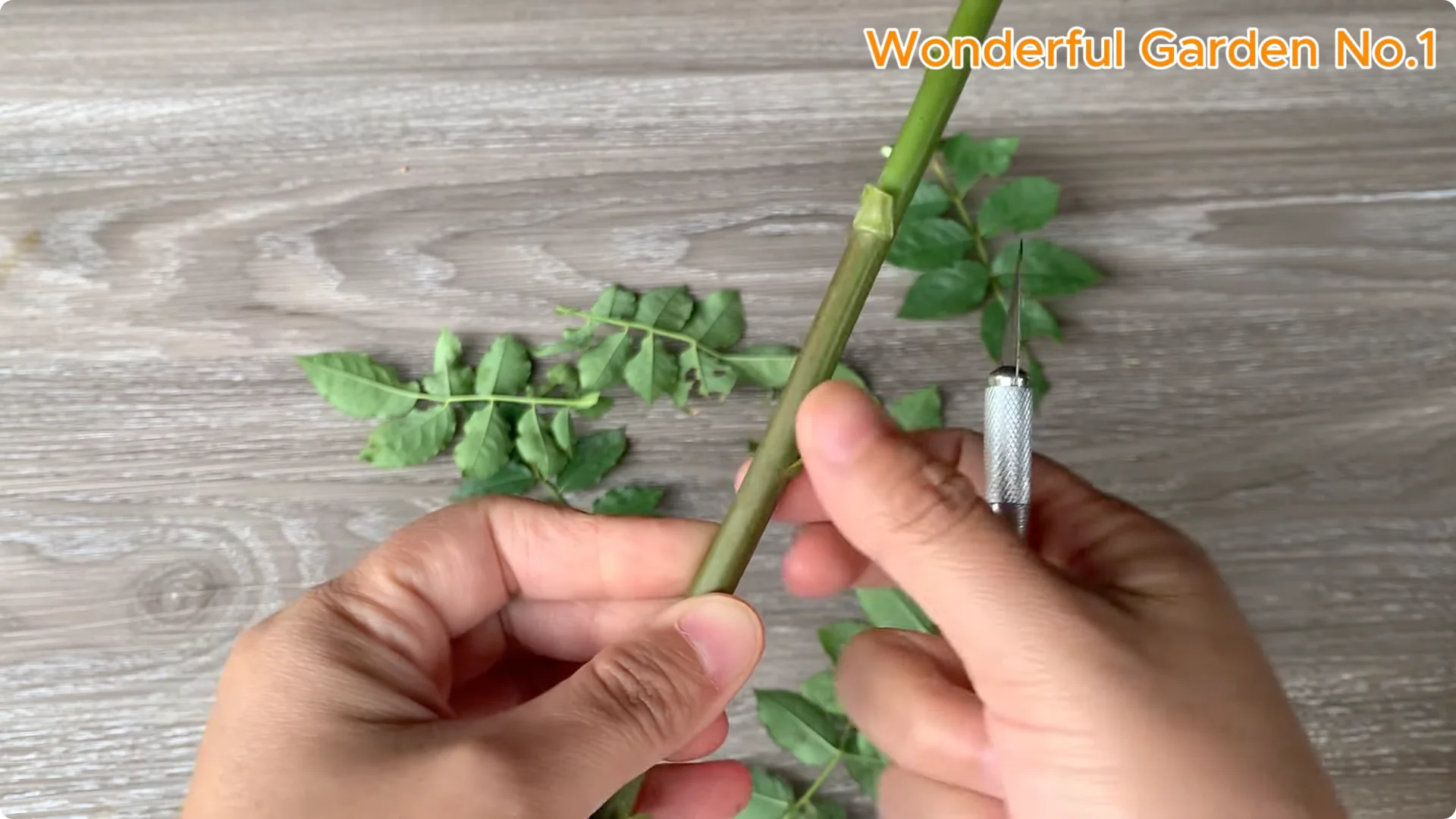 How One Spoon Sparked 999 Roots on a Rose Stem Overnight screenshot 2