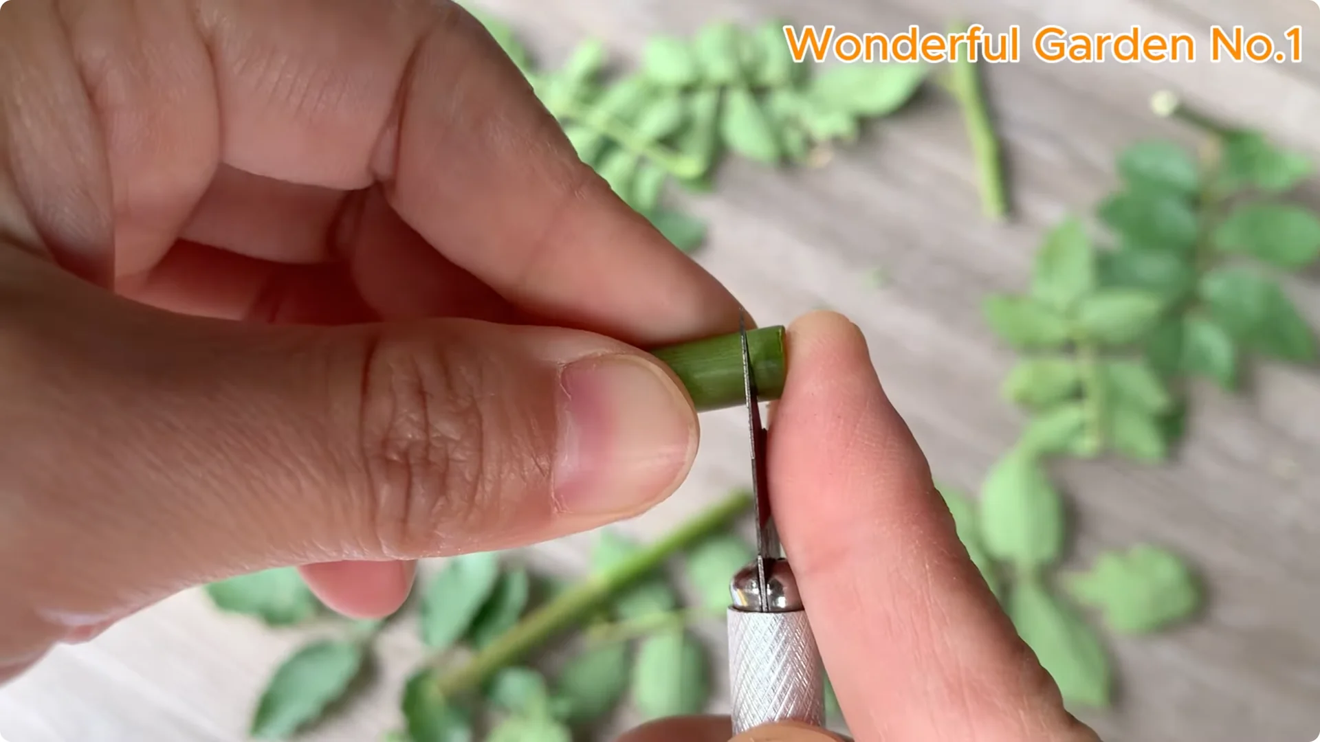 How One Spoon Sparked 999 Roots on a Rose Stem Overnight screenshot 3