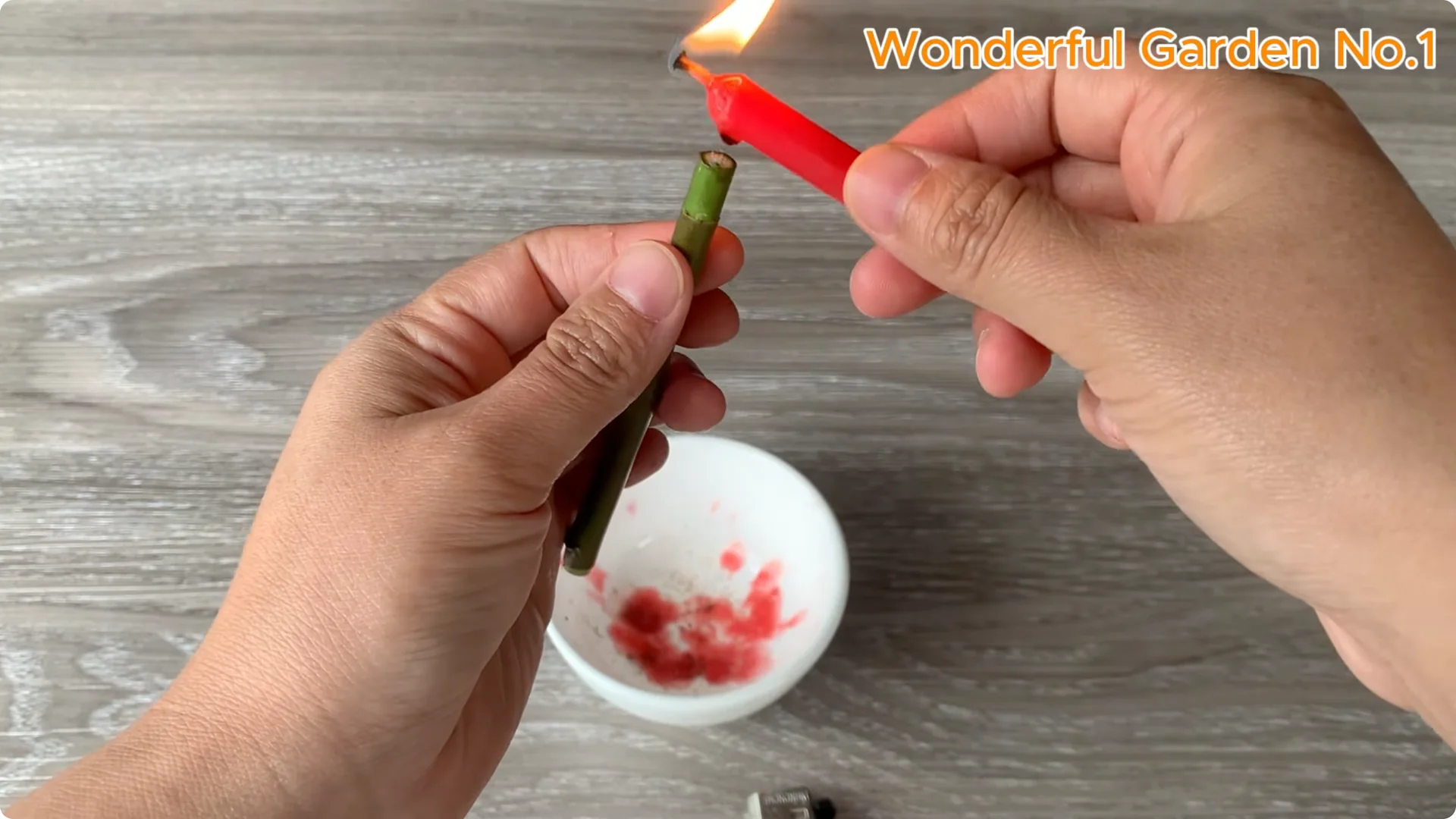 How One Spoon Sparked 999 Roots on a Rose Stem Overnight screenshot 4