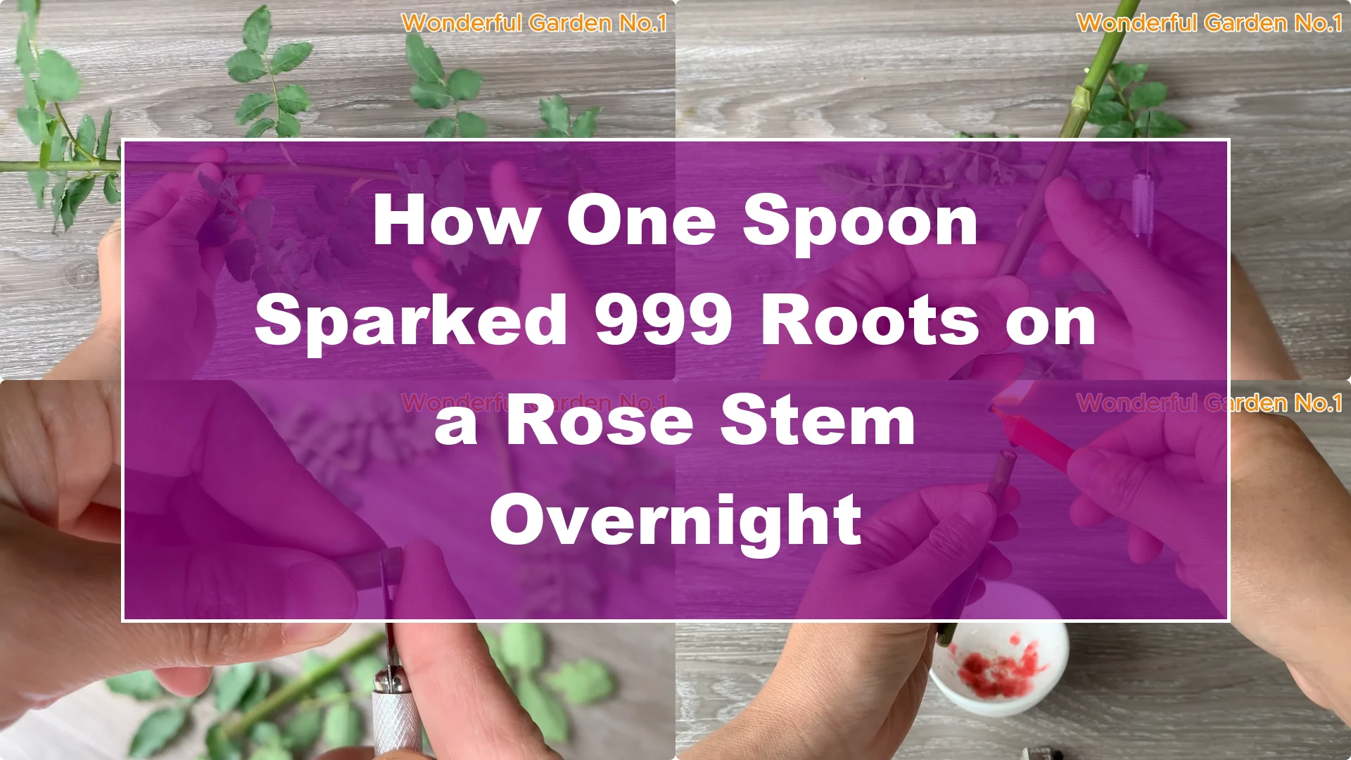 How One Spoon Sparked 999 Roots on a Rose Stem Overnight - Featured Image