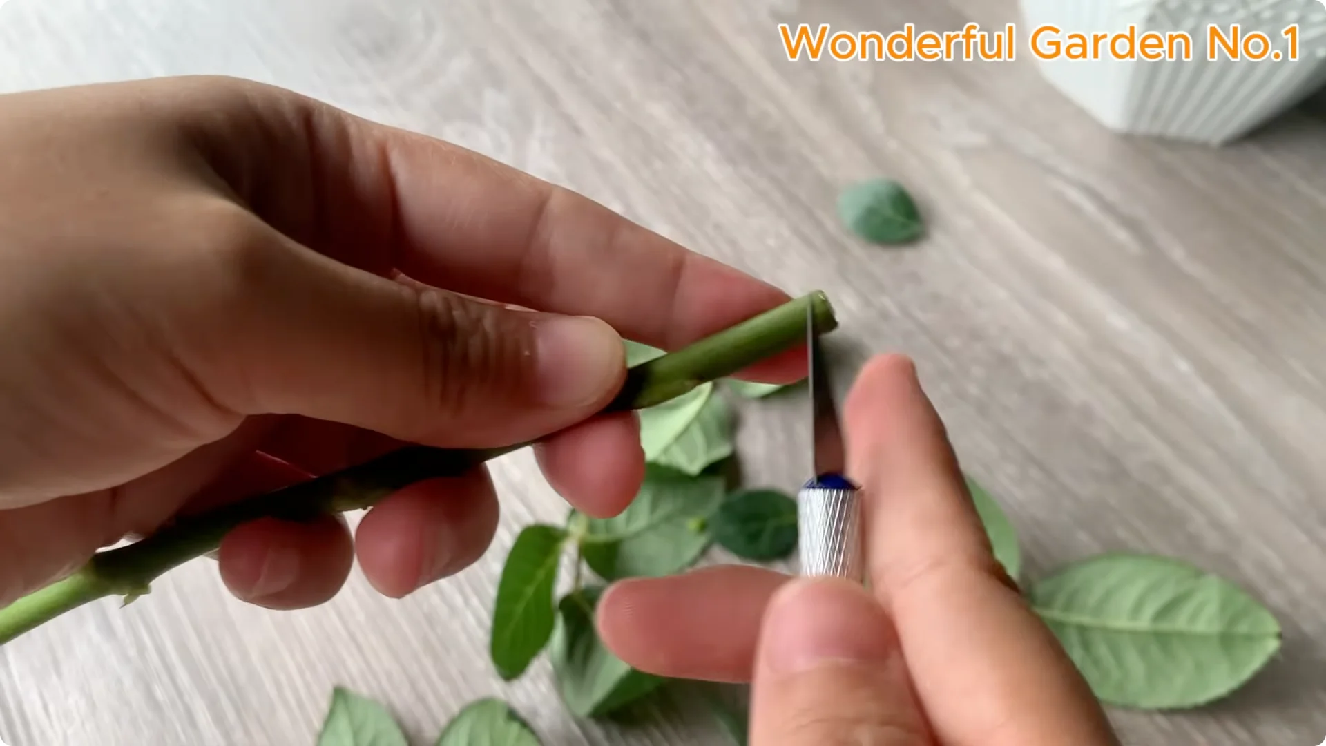 How One Spoon Sparks Thousands of Roots on a Rose Branch Overnight screenshot 10