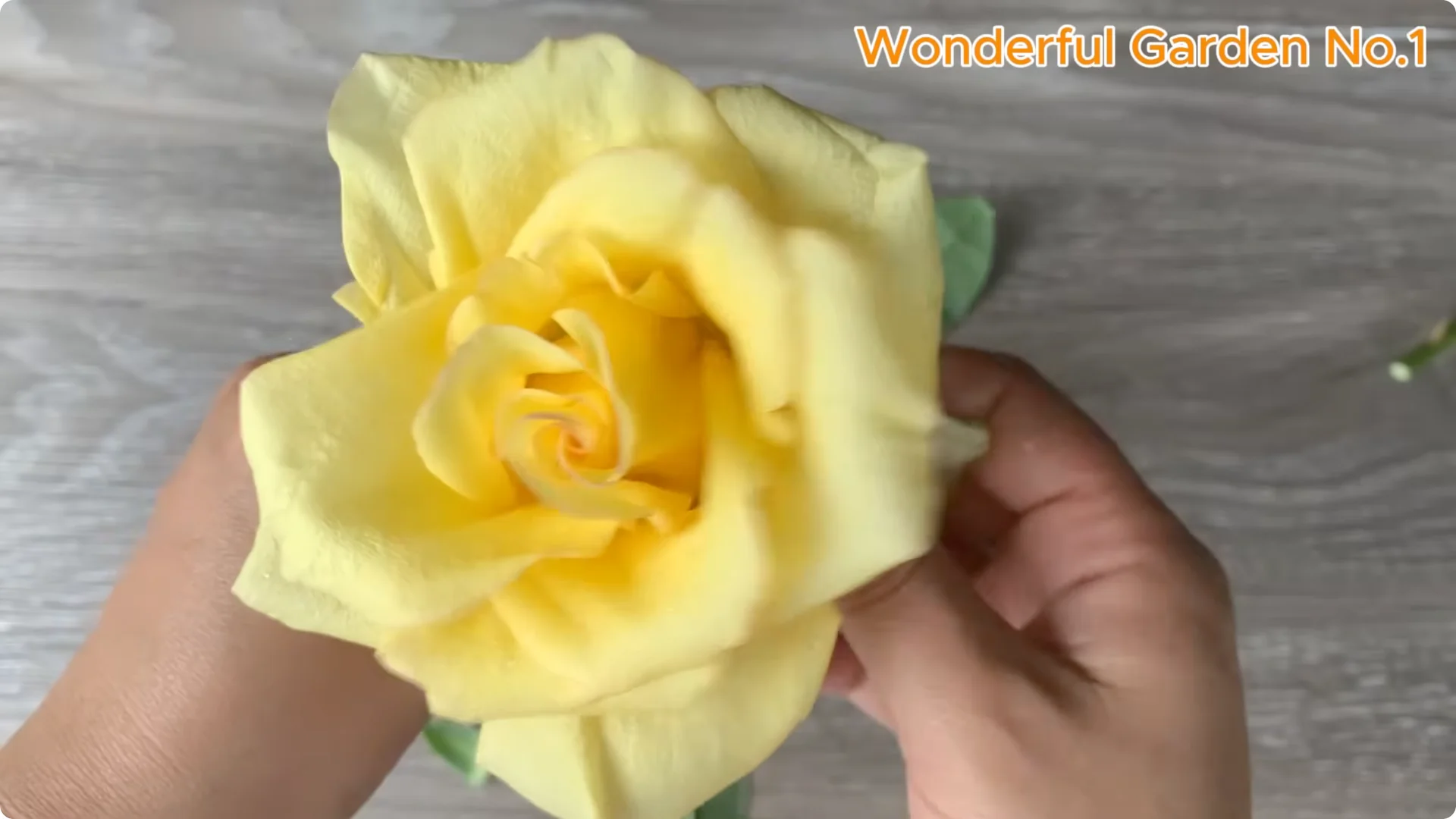 How One Spoon Sparks Thousands of Roots on a Rose Branch Overnight screenshot 11