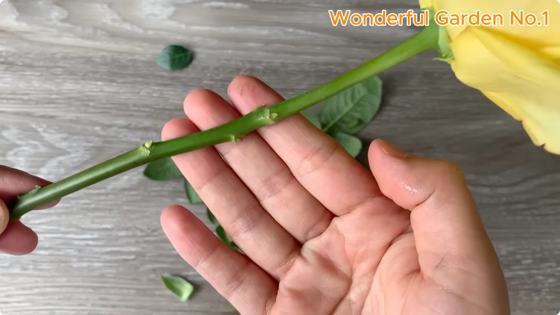 How One Spoon Sparks Thousands of Roots on a Rose Branch Overnight screenshot 12