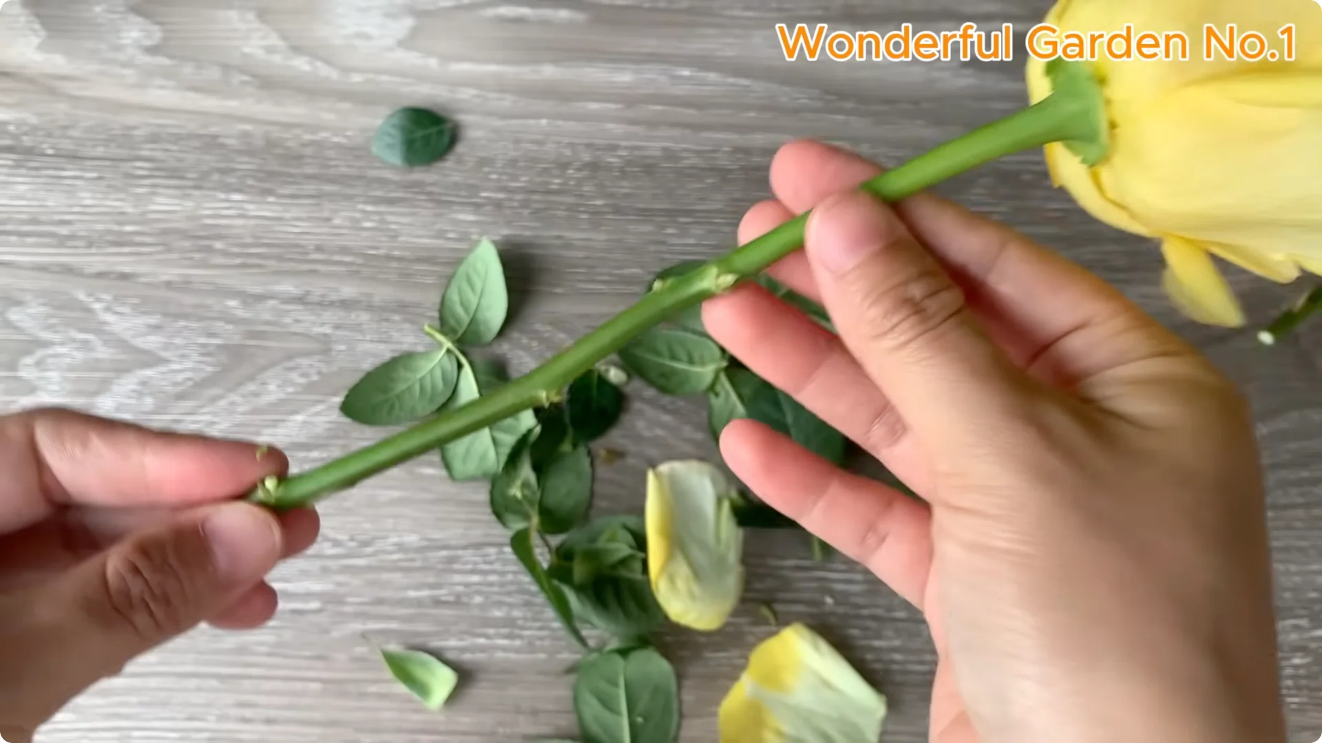 How One Spoon Sparks Thousands of Roots on a Rose Branch Overnight screenshot 13