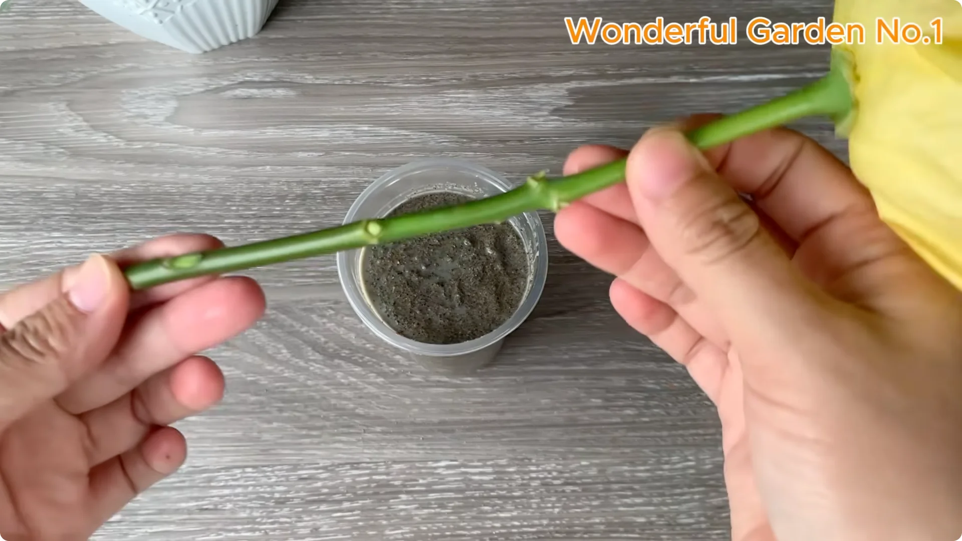 How One Spoon Sparks Thousands of Roots on a Rose Branch Overnight screenshot 16