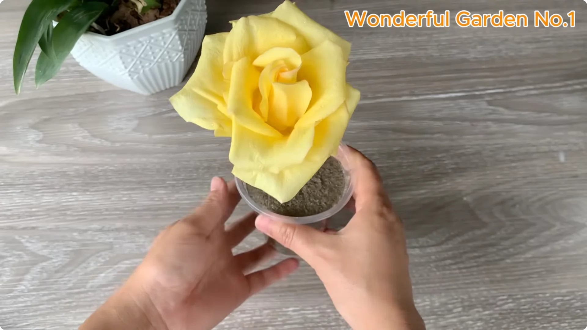 How One Spoon Sparks Thousands of Roots on a Rose Branch Overnight screenshot 17