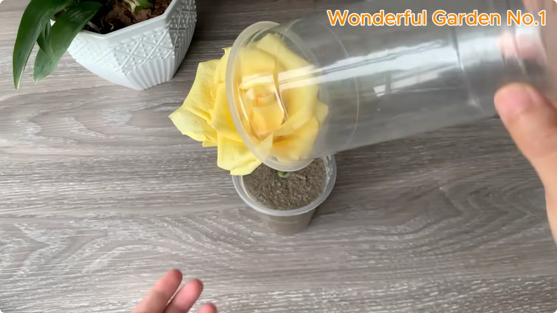 How One Spoon Sparks Thousands of Roots on a Rose Branch Overnight screenshot 18