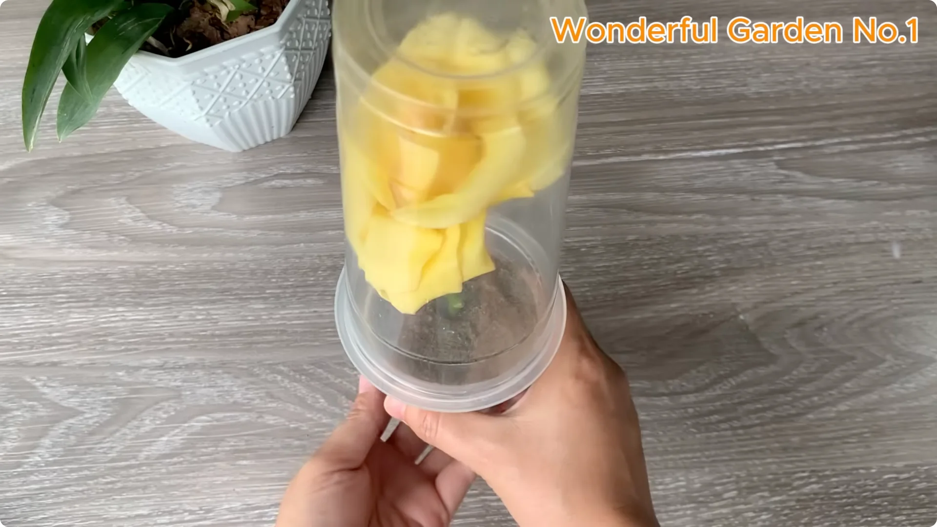 How One Spoon Sparks Thousands of Roots on a Rose Branch Overnight screenshot 19