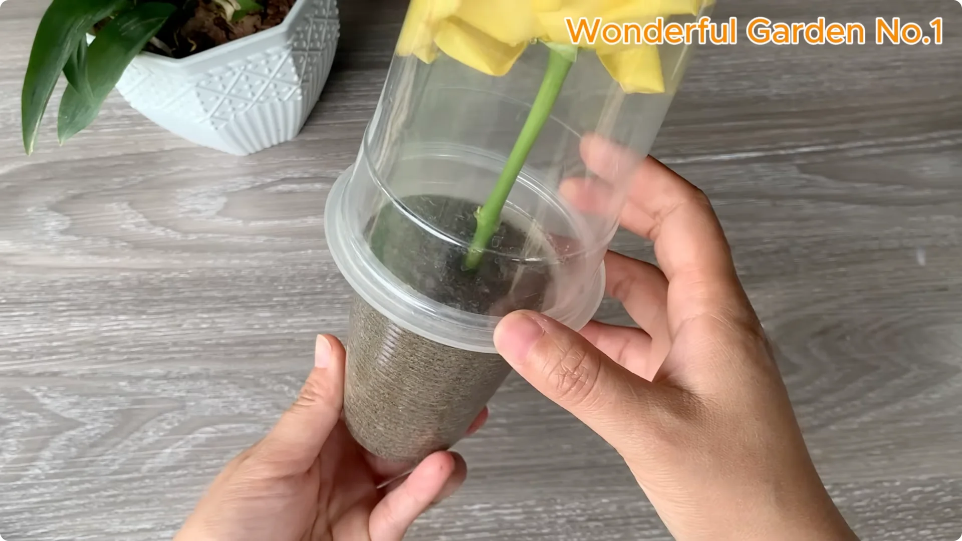 How One Spoon Sparks Thousands of Roots on a Rose Branch Overnight screenshot 20