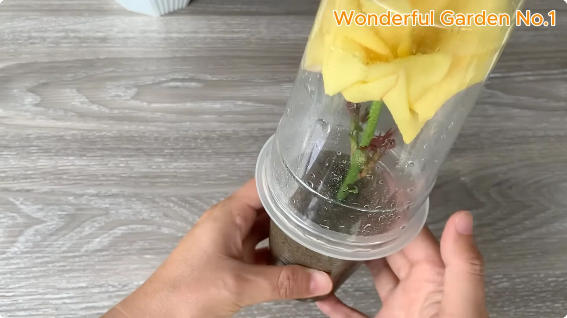 How One Spoon Sparks Thousands of Roots on a Rose Branch Overnight screenshot 22